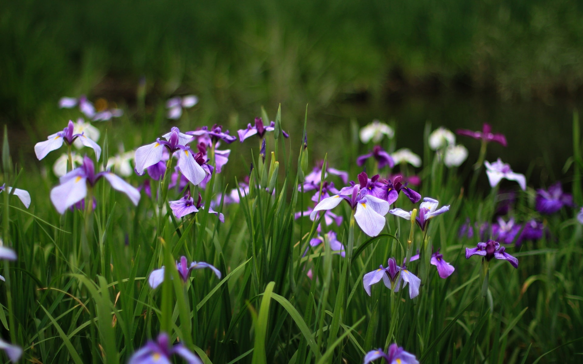 1080P, petaled, Iris, Grass, Flowers, Blue, purple, Summer, Green, HD Wallpaper