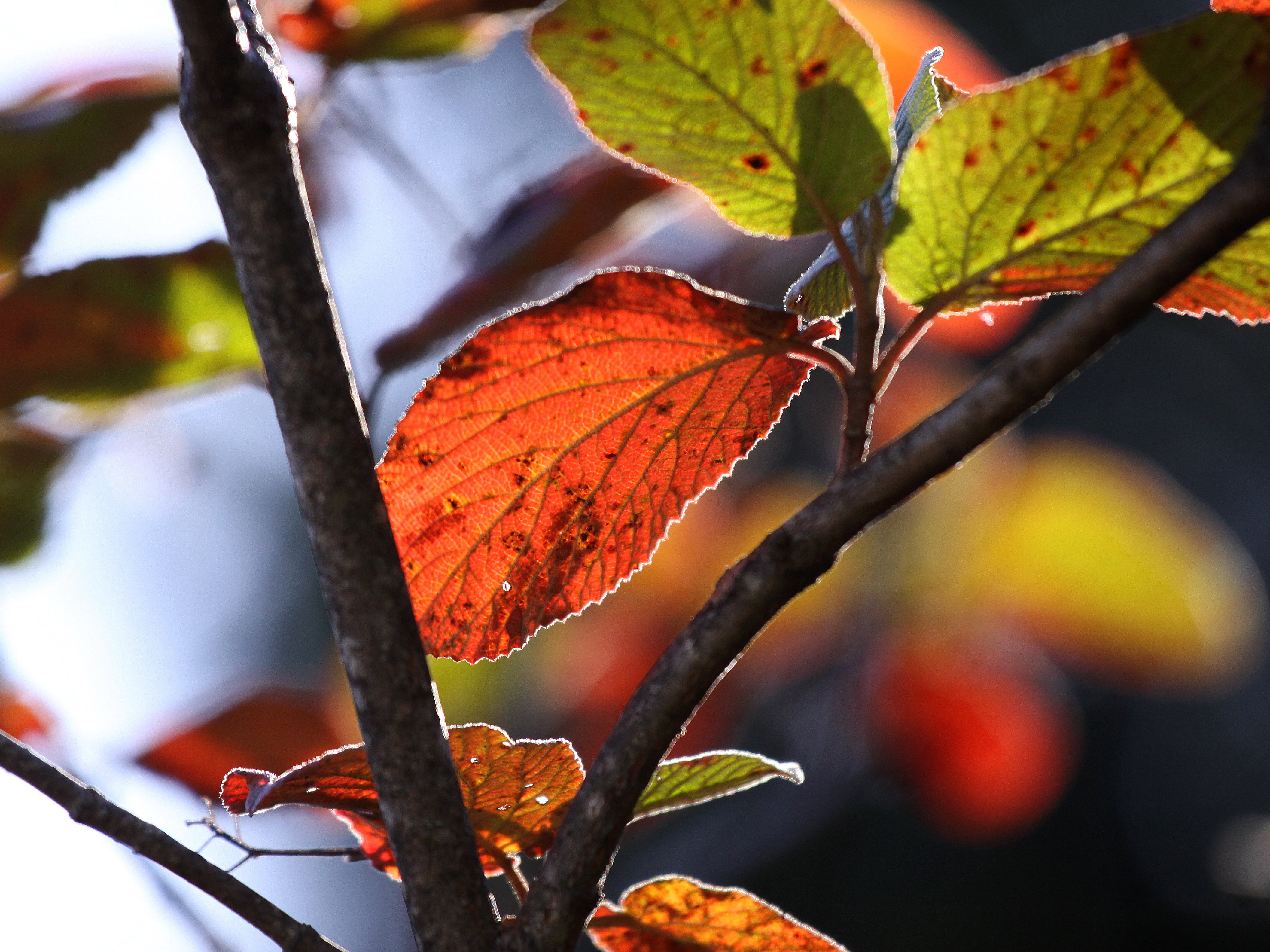 4K, orange, season, veins, close-up, forest, autumn, yellow, tree, bright  red, golden, photo, light, colour, green leaf, jura mountains, outdoors, blurry, HD Wallpaper