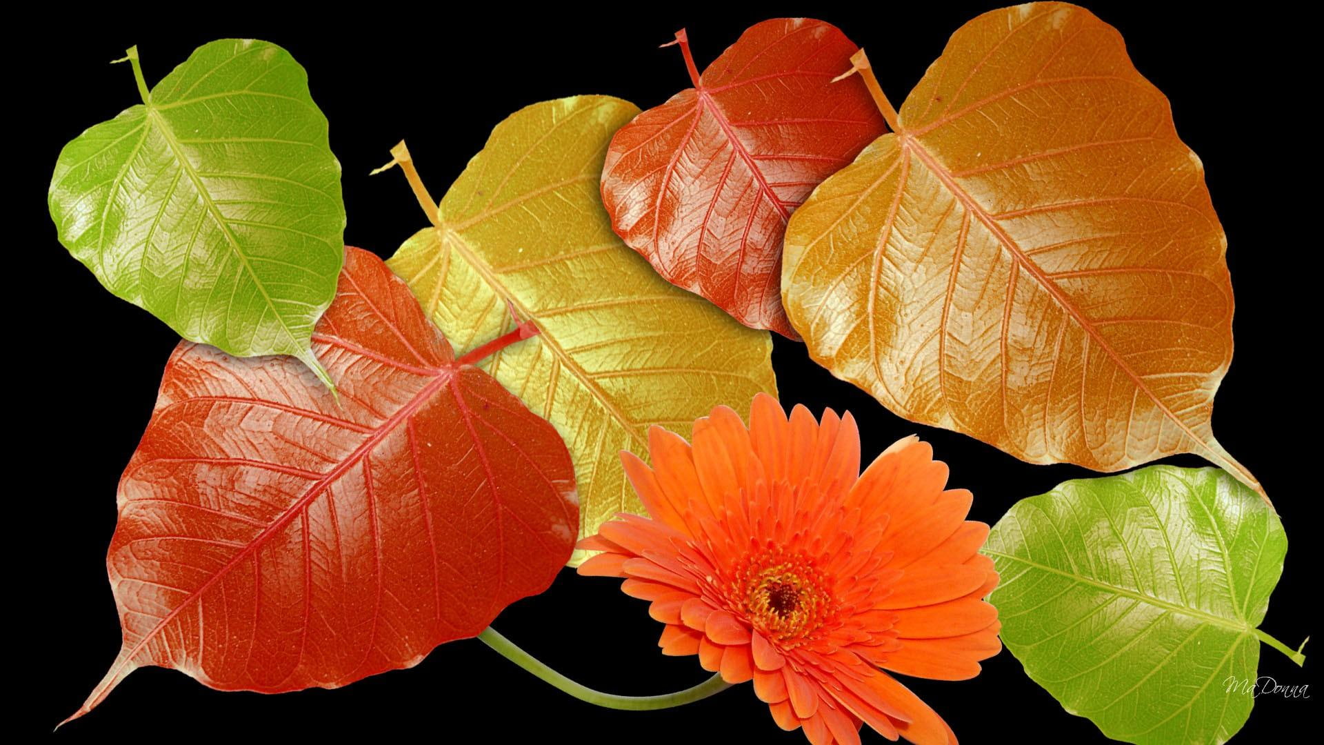 1080P, 3d and abstract, flowers, color, firefox persona, autumn, leaves, fall, signs, HD Wallpaper