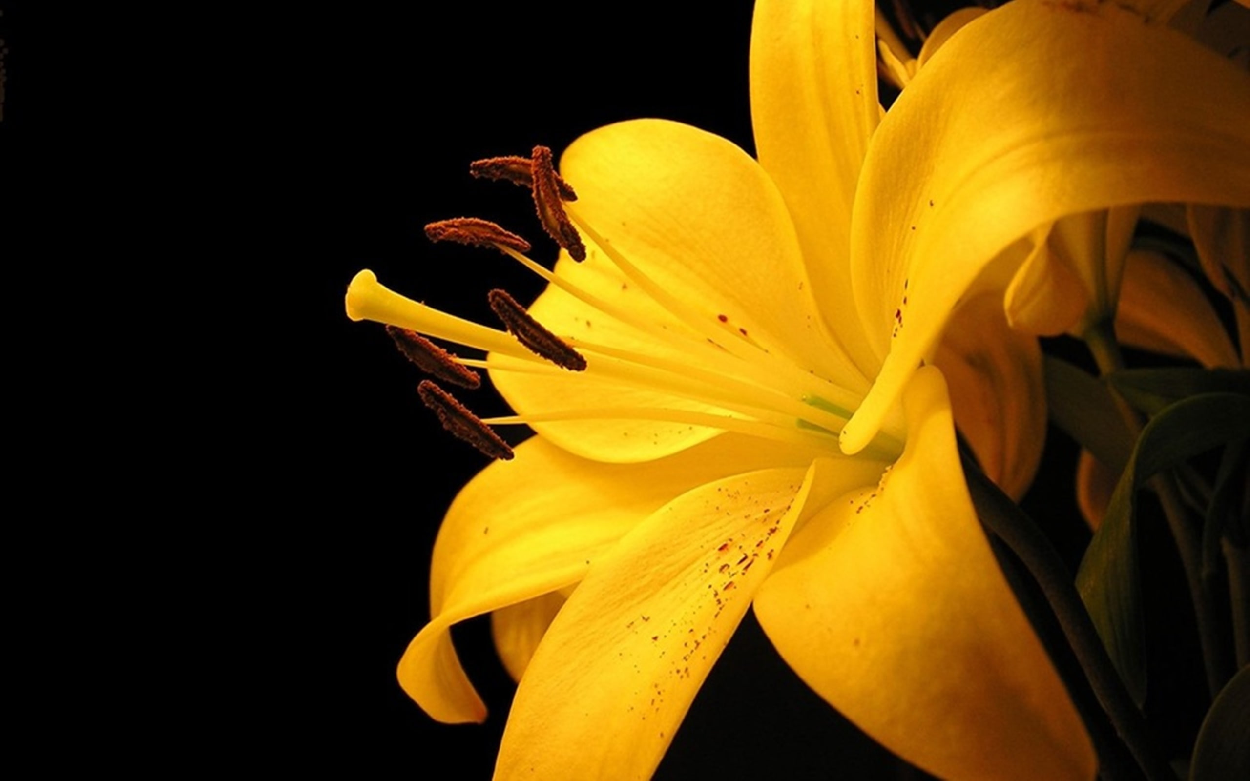 lily, yellow, close, 2K, preview, flower, HD Wallpaper