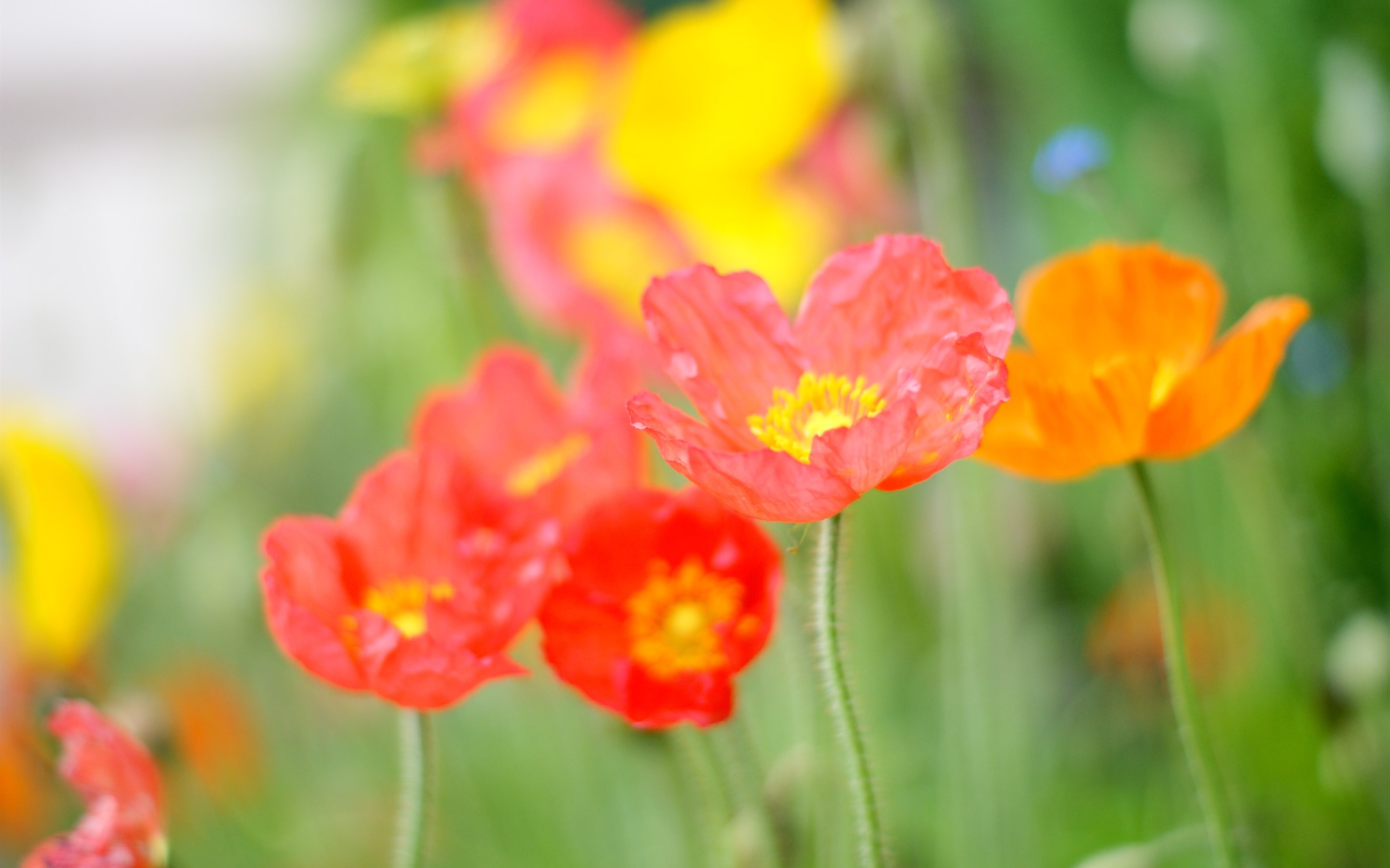 Pink, Orange, Poppy, Summer, Petals, Red, Flowers, 2K, HD Wallpaper