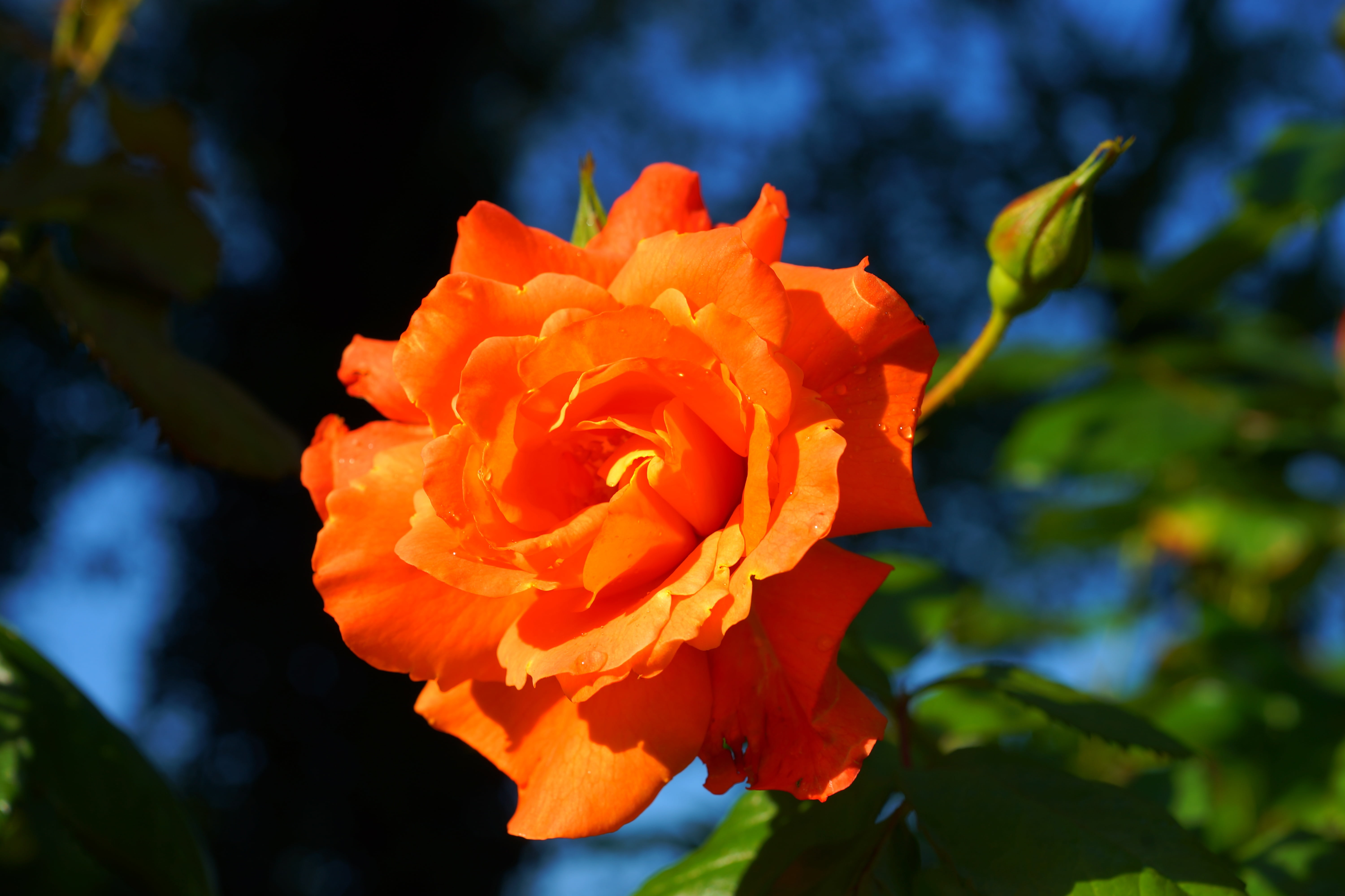 close-up, fragrant, nature, close, photography, orange color, freshness, flower, blossom, flower Head, day, summer, daytime, bloom, yellow, leaf, vulnerability, HD Wallpaper