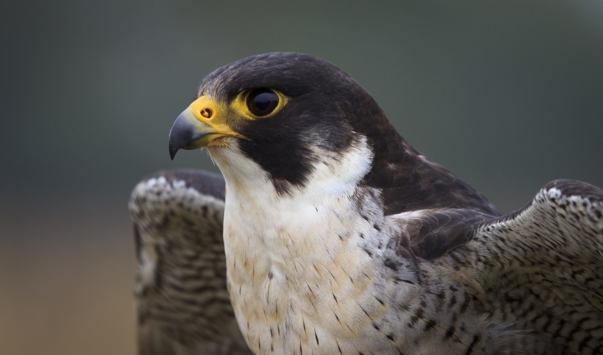 Falcon (Marvel Comics), Birds, Falcon, 1080P, HD Wallpaper