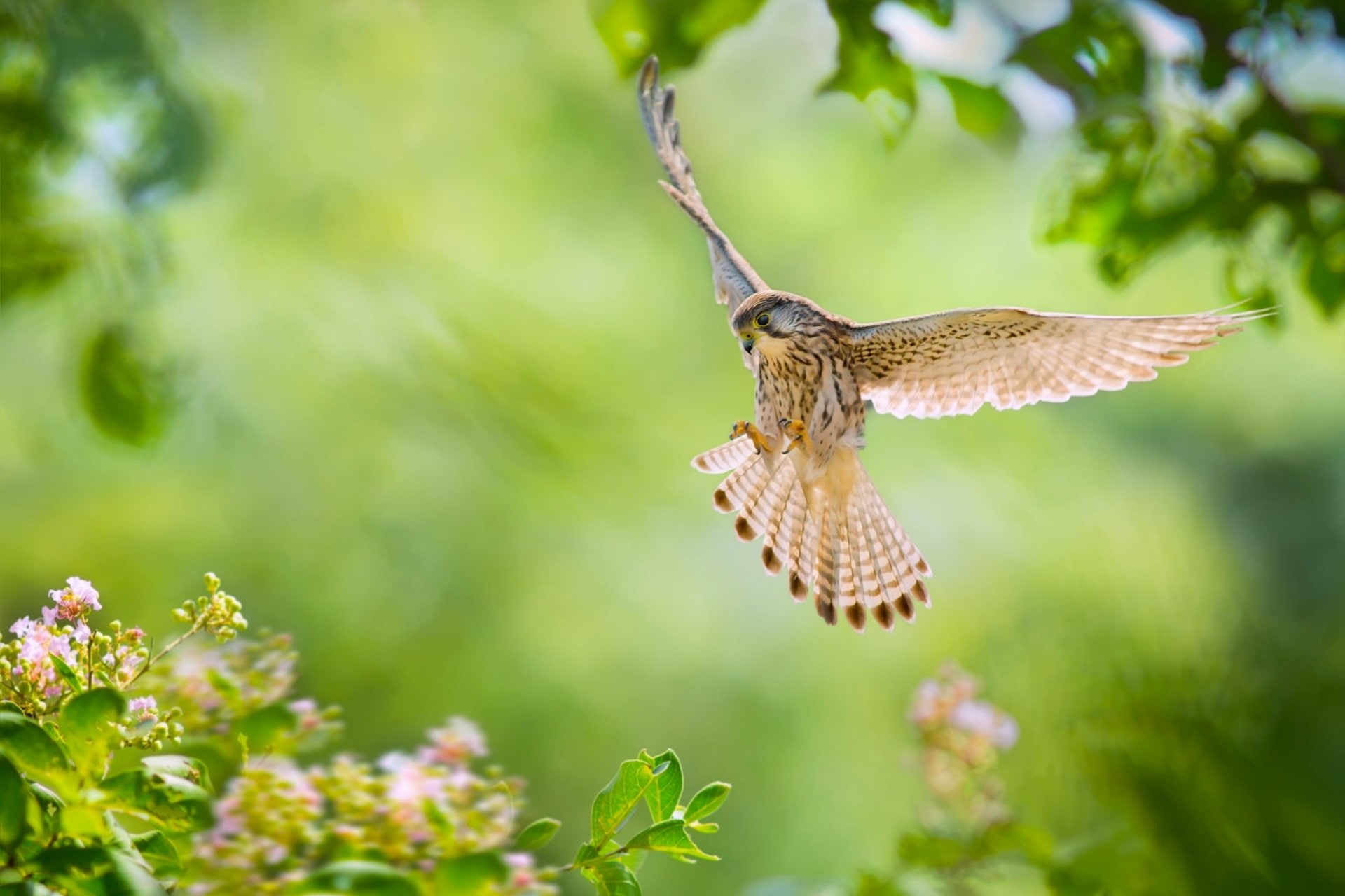 plant, beauty in nature, butterfly - insect, vertebrate, animal themes, nature, no people, animal wing, one animal, Falcon (Marvel Comics), mid-air, Birds, HD Wallpaper