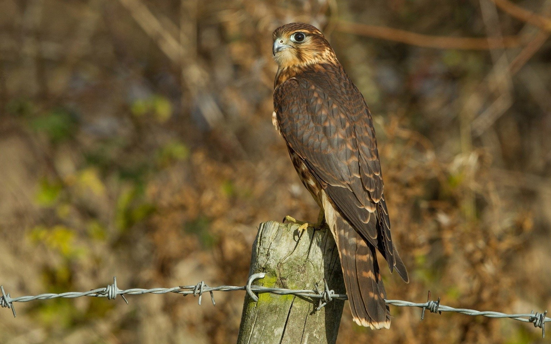 1080P, Birds, Falcon (Marvel Comics), Fence, Falcon, HD Wallpaper