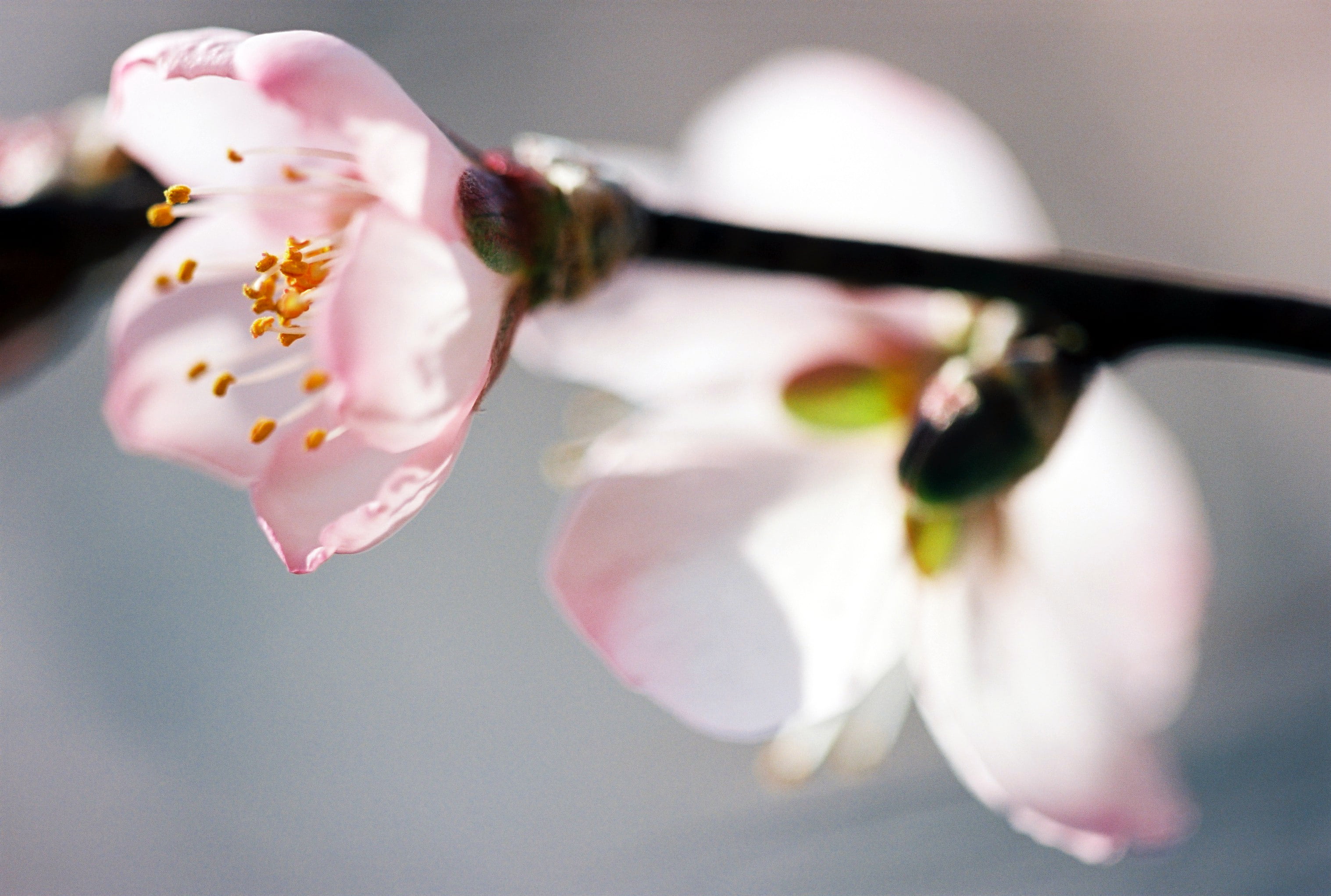 Macro, photography, selective, F2.8, almond, Pink, japan, SA-9, Kodak, orchid, 2K, close-up, selective focus, focus, petaled, plant, flower, flower Head, HD Wallpaper
