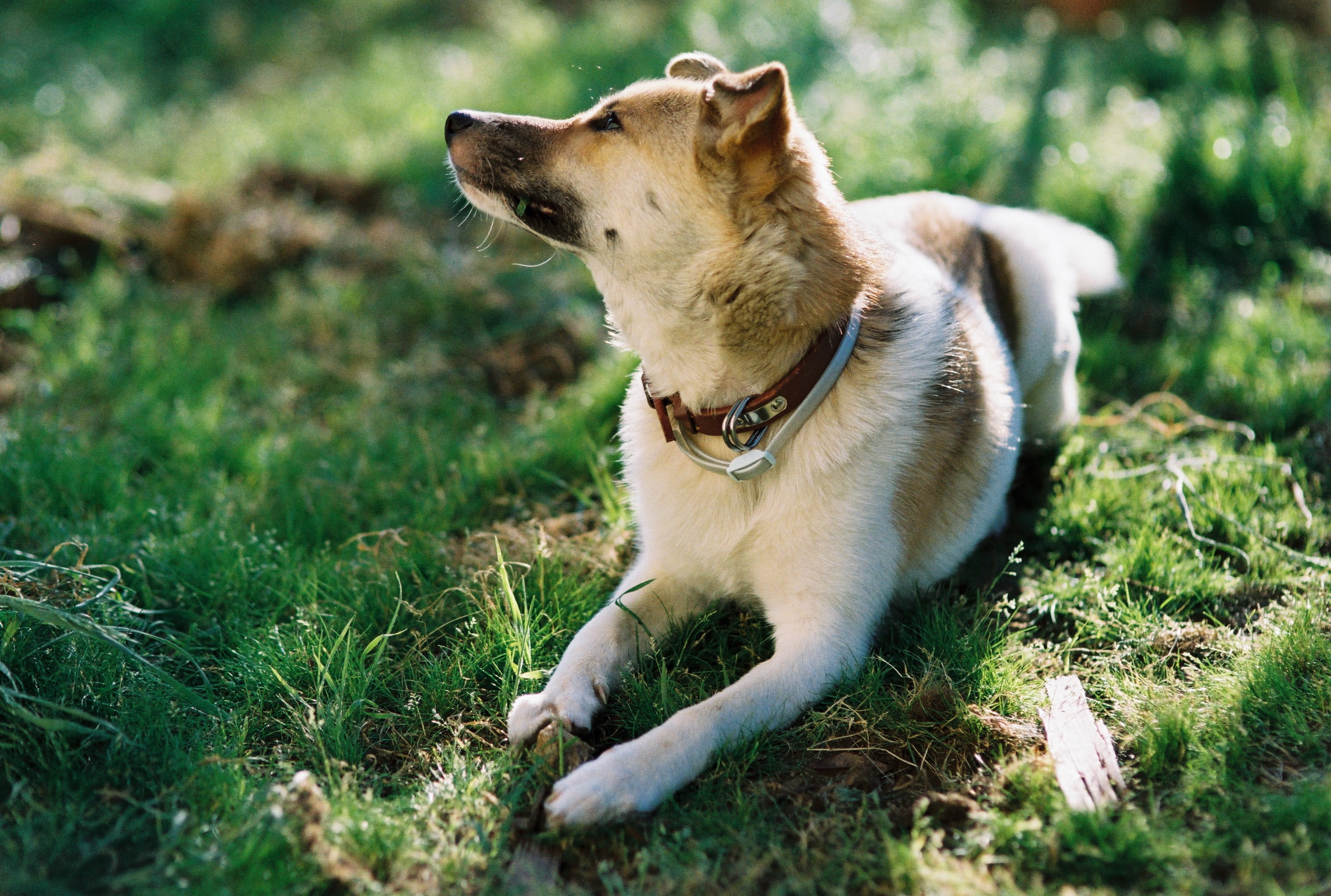 Coco, grass, outdoors, film, canine, SA-9, cute, pets, terrier, Rat Terrier, 犬, tan, animal, dog, Sigma SA, 2K, mammal, nature, mix, japan, F1.4, users, HD Wallpaper