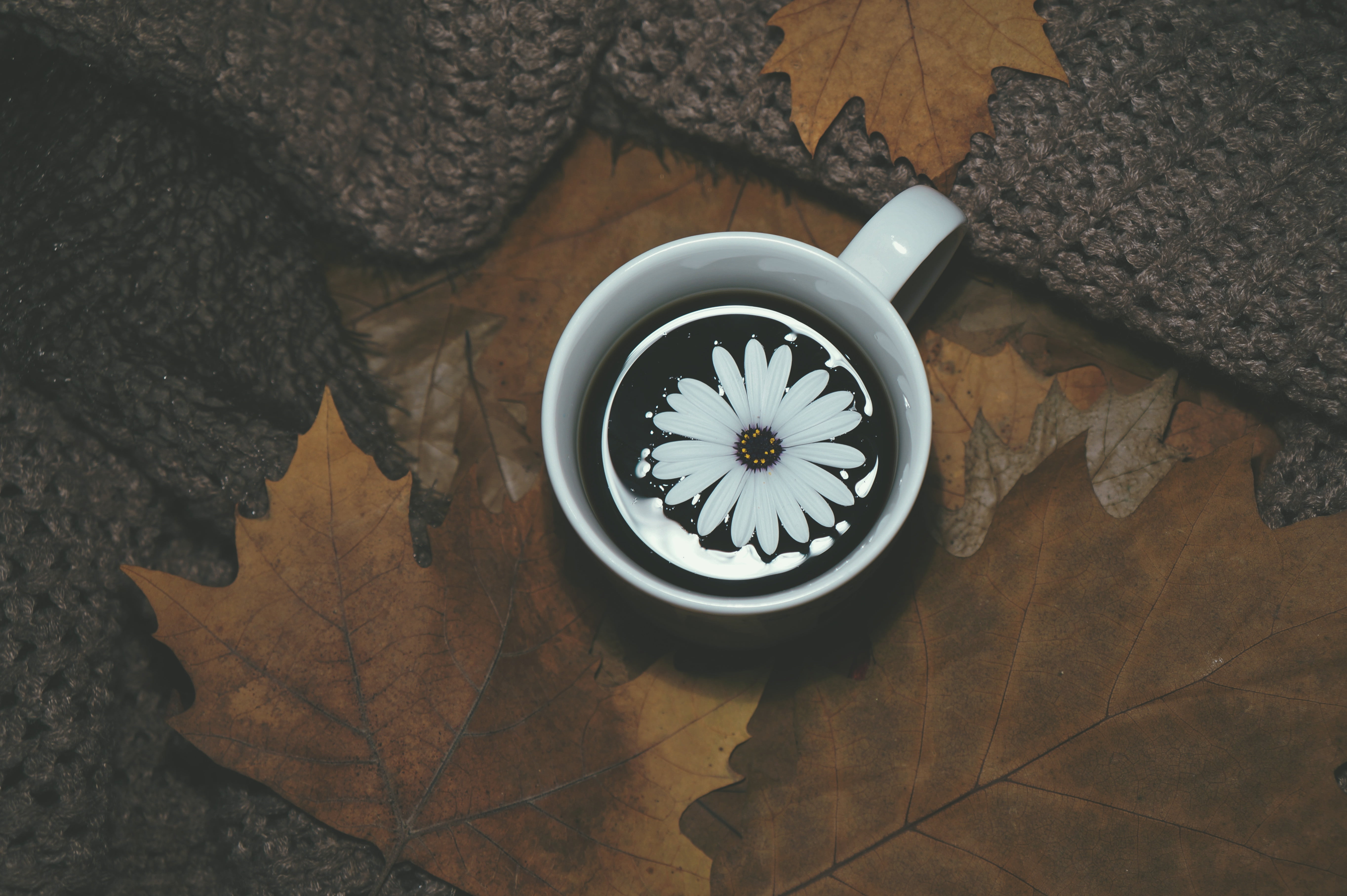 table, navigational compass, plant part, still life, drink, floral pattern, daisy, 5K, directly above, autumn, mug, leaves, leaf, close-up, no people, HD Wallpaper