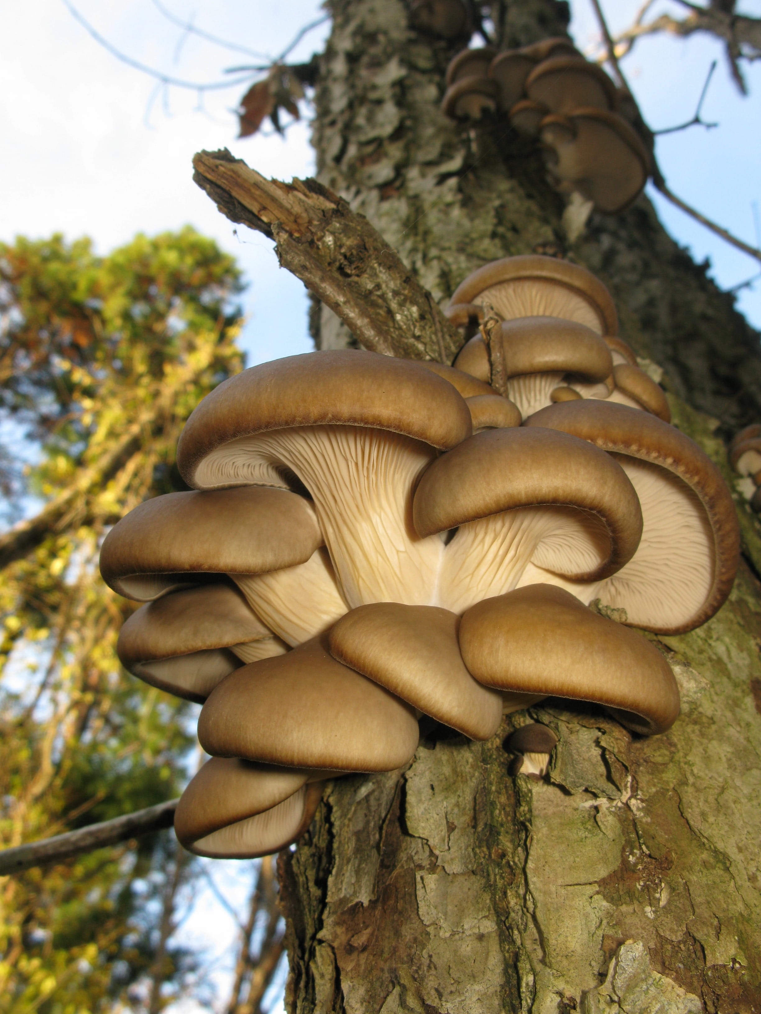 sky, vegetable, plants, mushroom, low angle view, growth, day, Tree, beauty in nature, 2K, Japan, outdoors, macro, toadstool, brown, plant, fungus, food, Phone HD Wallpaper
