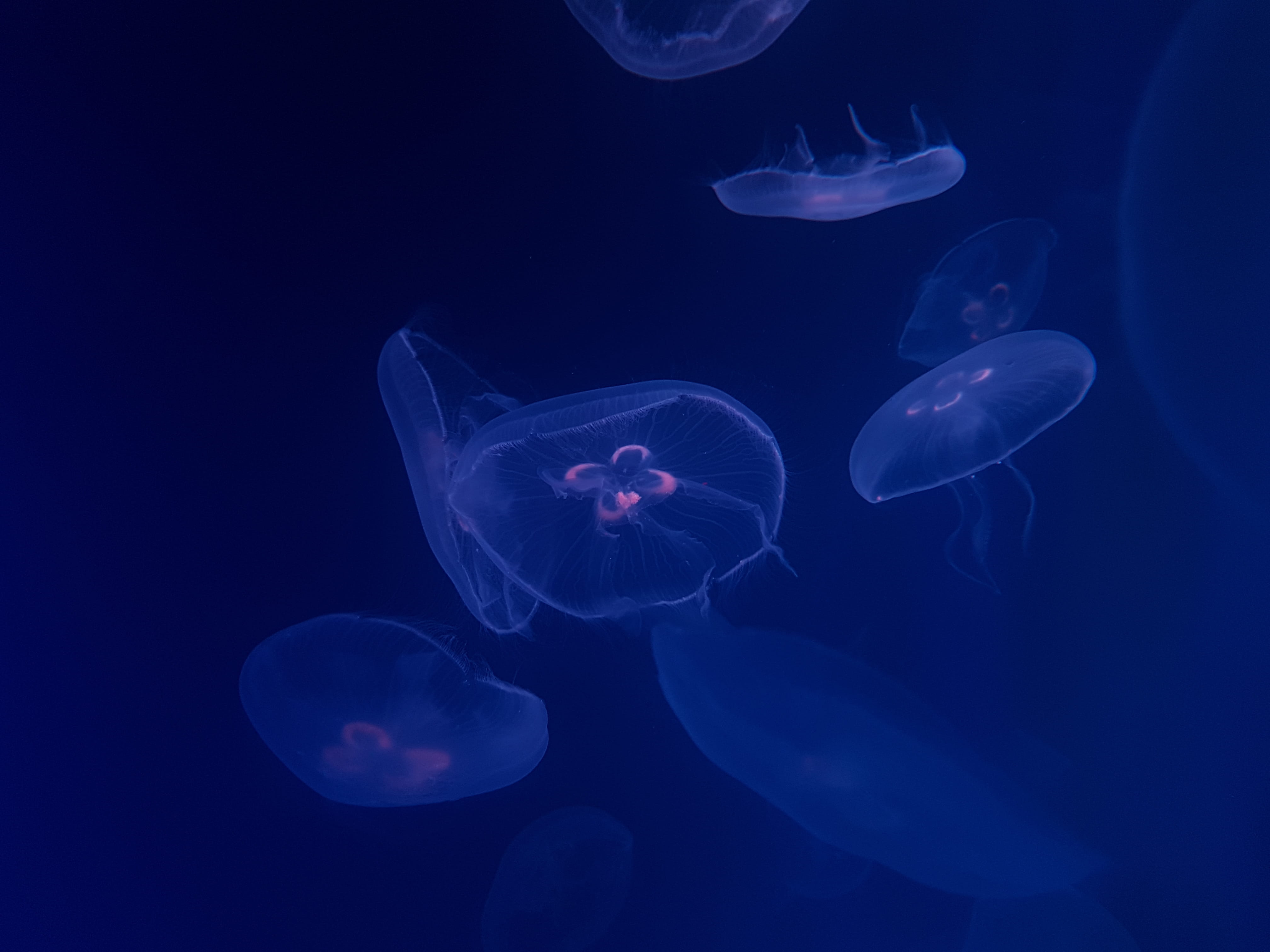 desktop background, dark, aquatic, wildlife, jellyfish, 4K, ocean, backgrounds, cnidarian, pink, blue, poisonous, sea Life Centre, reef, HD Wallpaper