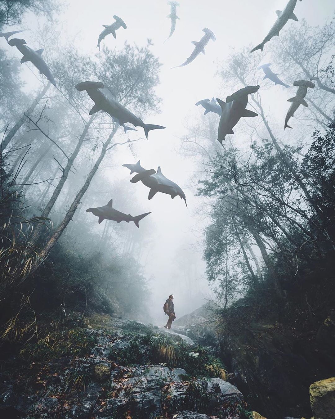 fantasy art, digital art, 720P, forest, shark, Foggy window, artwork, mist, Phone HD Wallpaper
