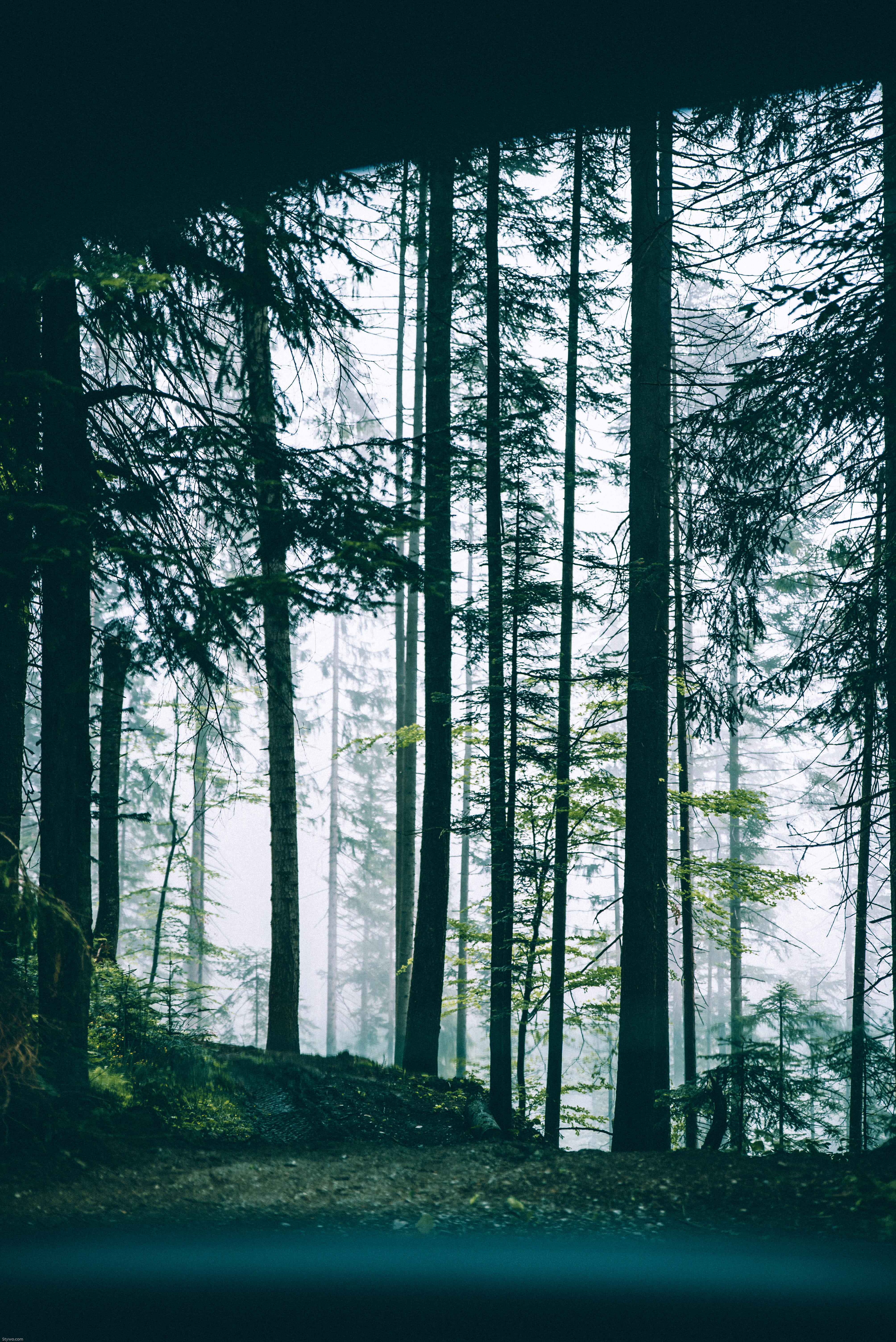  car, environment, tree trunk, view, transparent, outdoors, tranquility, non-urban scene, desktop, desktop background, background image, Phone HD Wallpaper