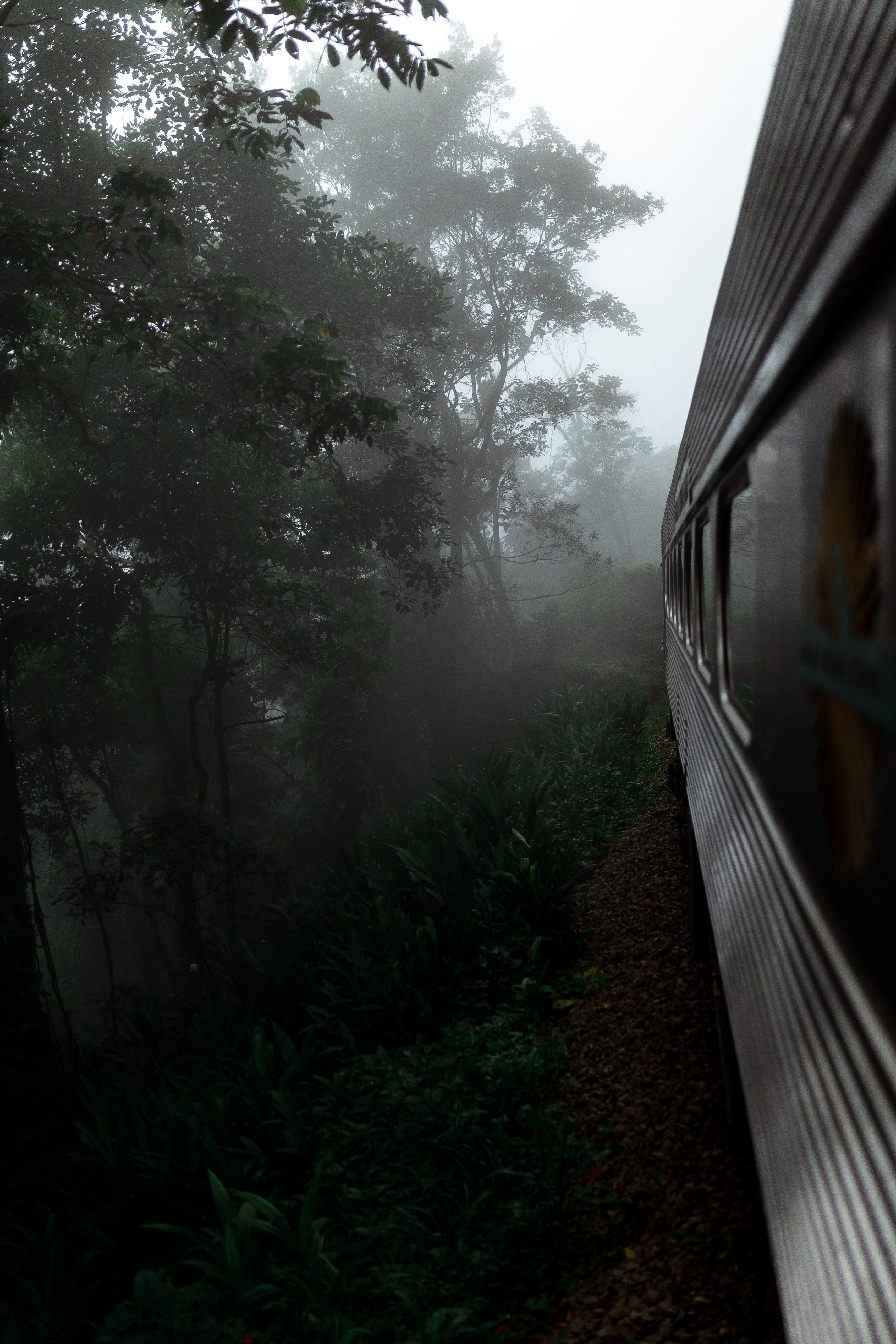 transportation, mode of transportation, 5K, mist, traveling, day, dawn, woods, built structure, scenic, public transportation, windows, rail transportation, Phone HD Wallpaper