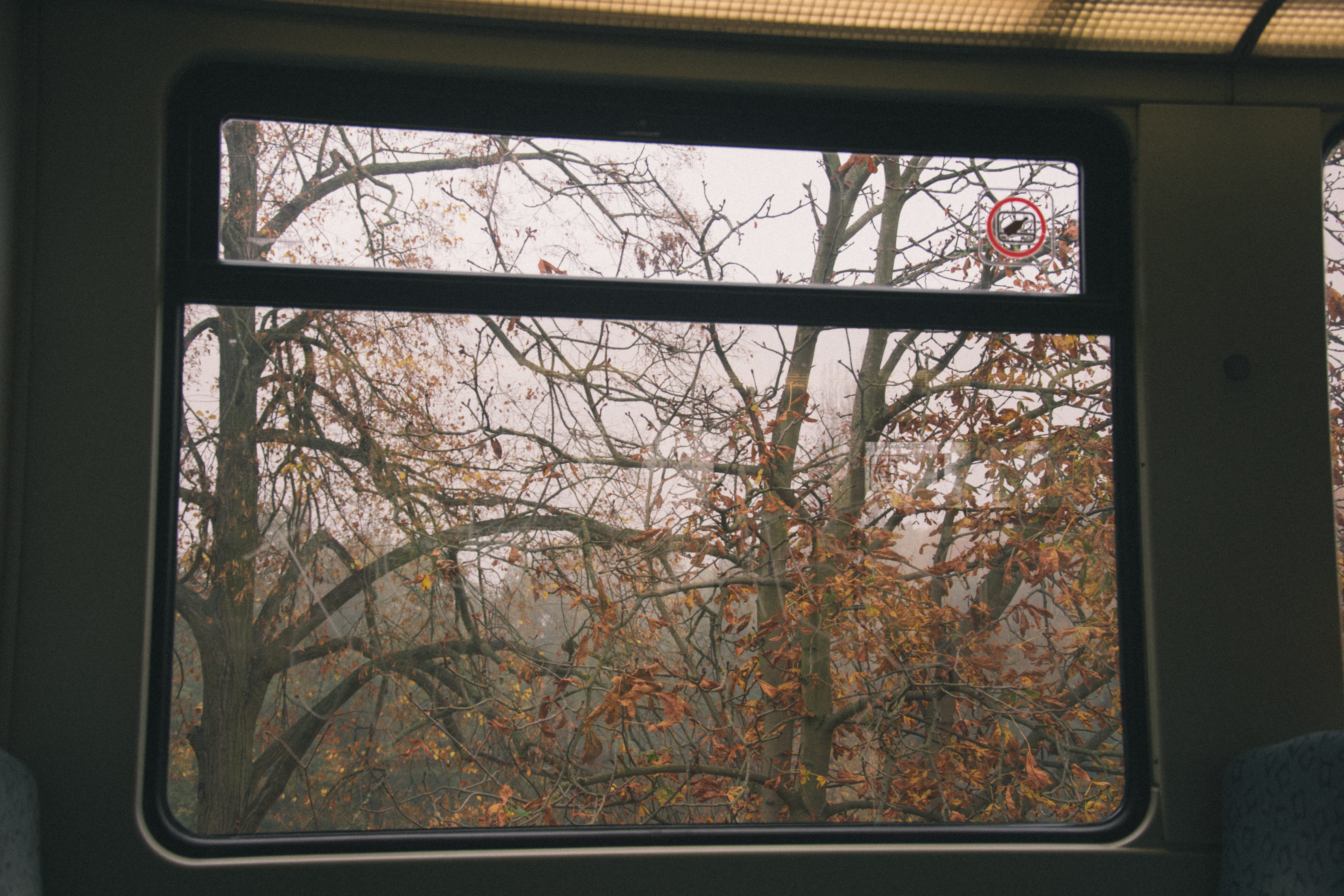 close-up, 5K, reflection, train, foggy, winter, branch, architecture, fog, plant, day, window, transparent, change, built structure, potsdam, no people, HD Wallpaper
