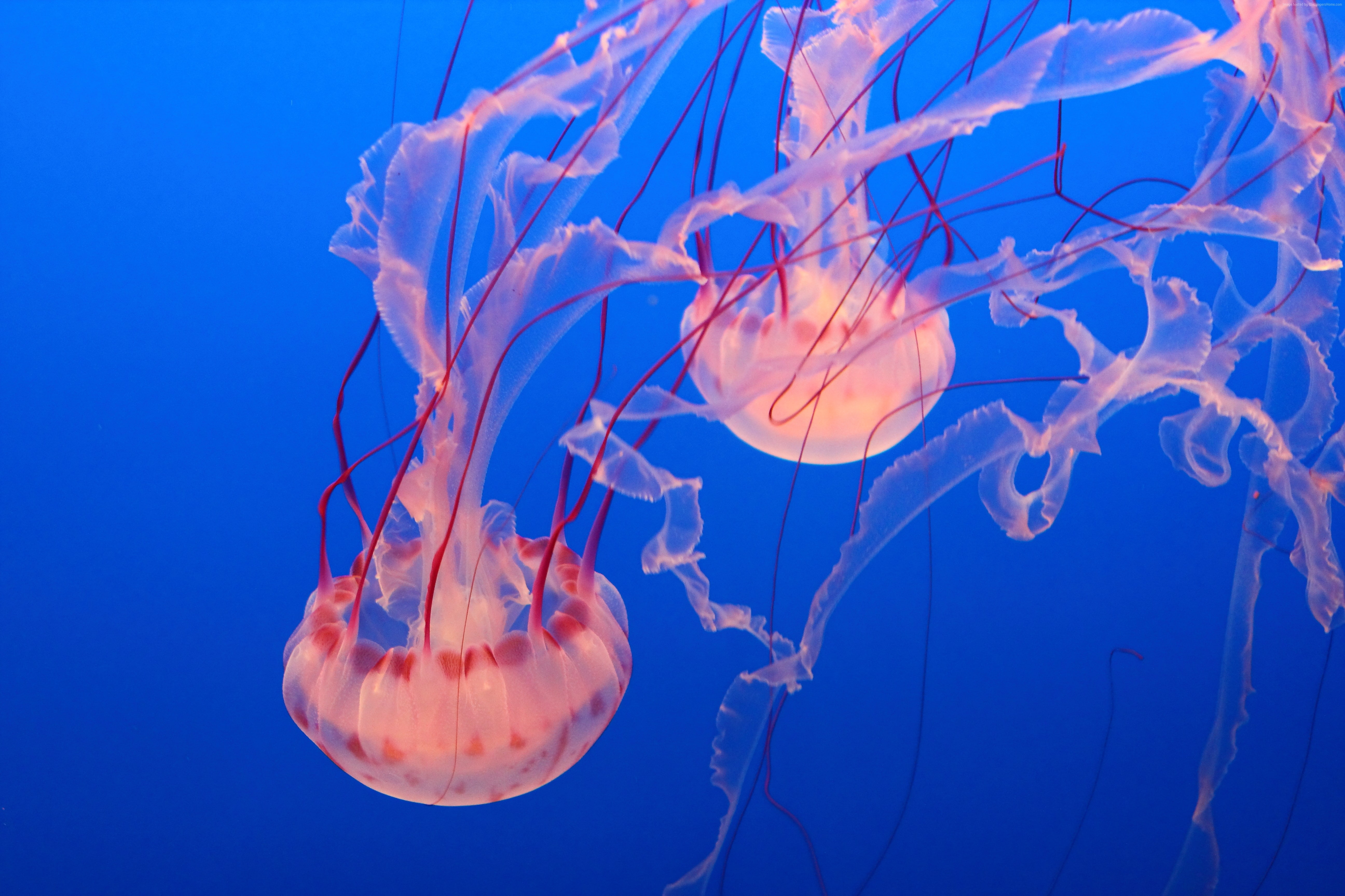 tourism, Monterey Bay Aquarium, diving, 5K, Pink Jellyfish, HD Wallpaper