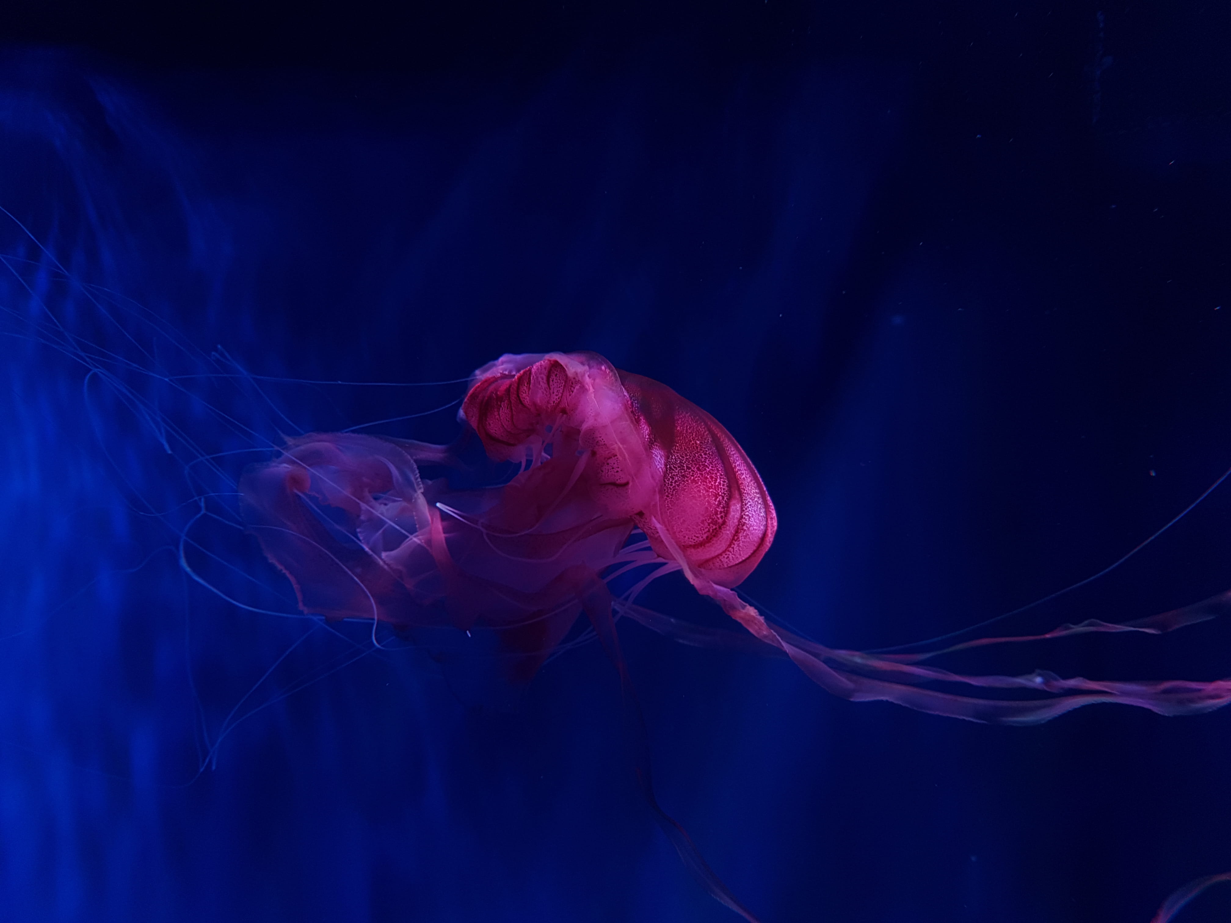 animals in the wild, swimming, blue background, tentacle, sea life, group of animals, water, invertebrate, 4K, animal wildlife, jellyfish, pink, red, background, HD Wallpaper