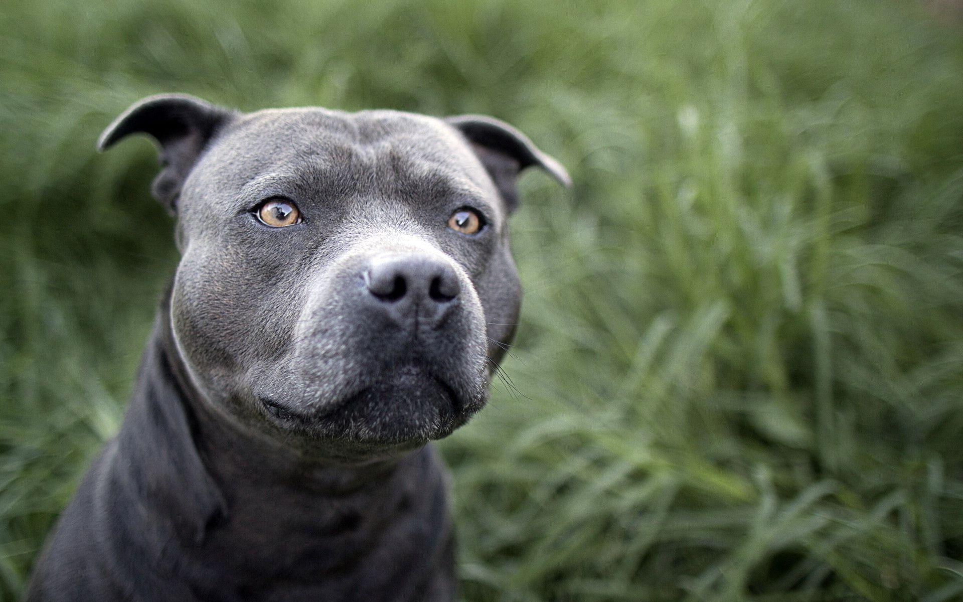 1080P, blue, animals, pitbull, bully, american, 1920x1200, beautiful, HD Wallpaper