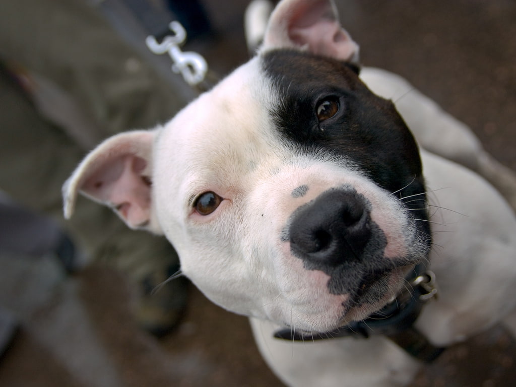 Pitbull, 480P, x, art, animals, hd, dogs, HD Wallpaper