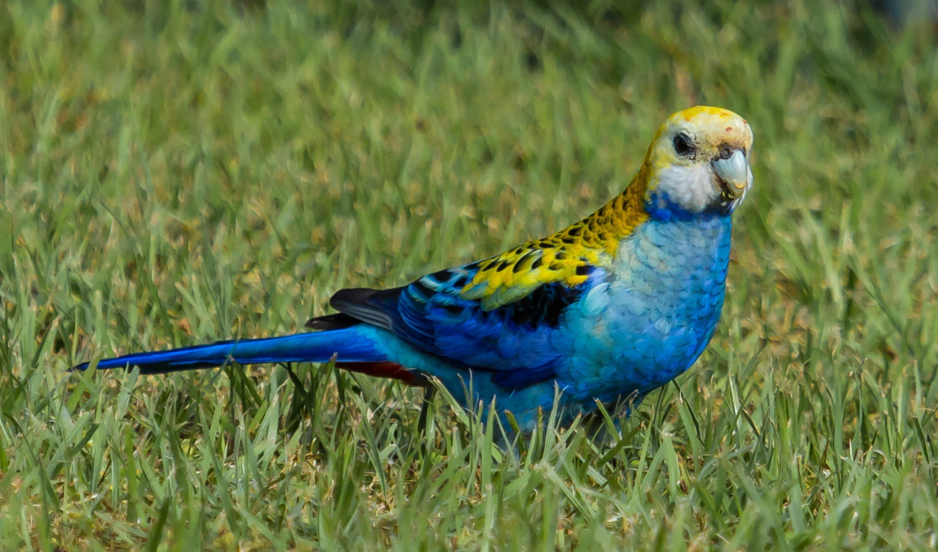 Nature, Bird, 1080P, headed, rosella, pale, Animal, HD Wallpaper