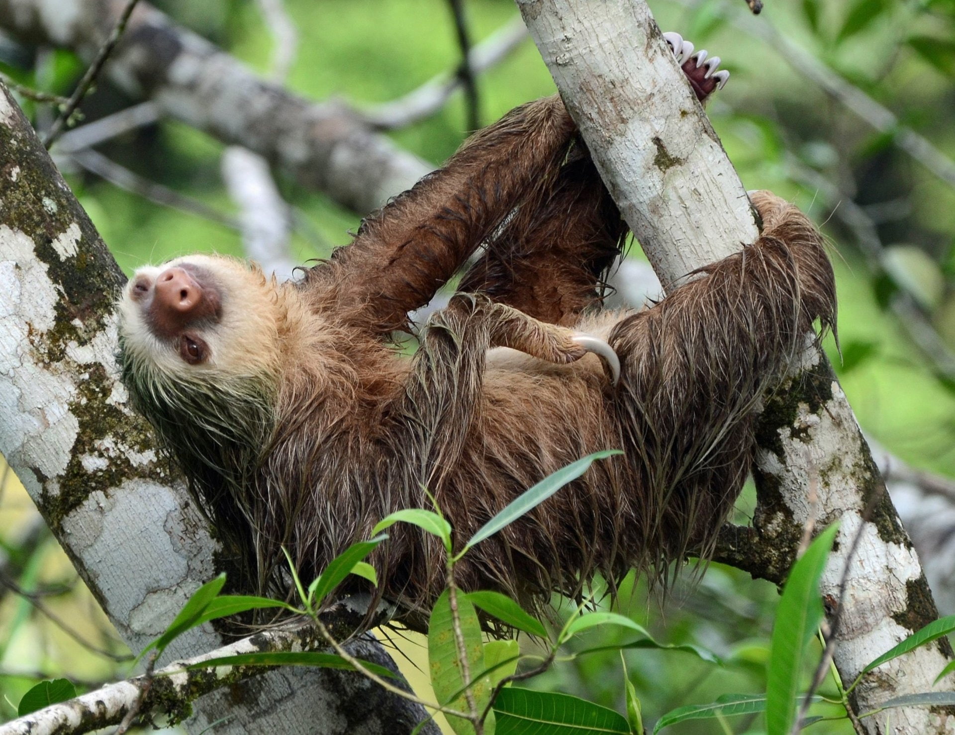 Sloth, 1080P, Animal, HD Wallpaper