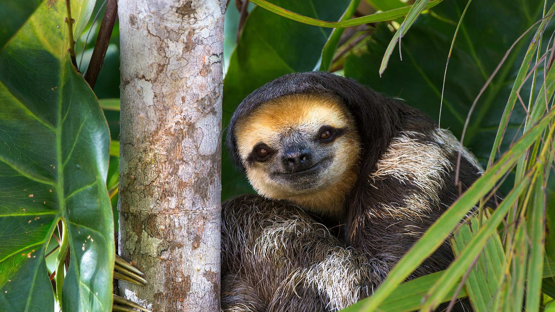 nature, three-toed sloth, Guyana, 1080P, HD Wallpaper