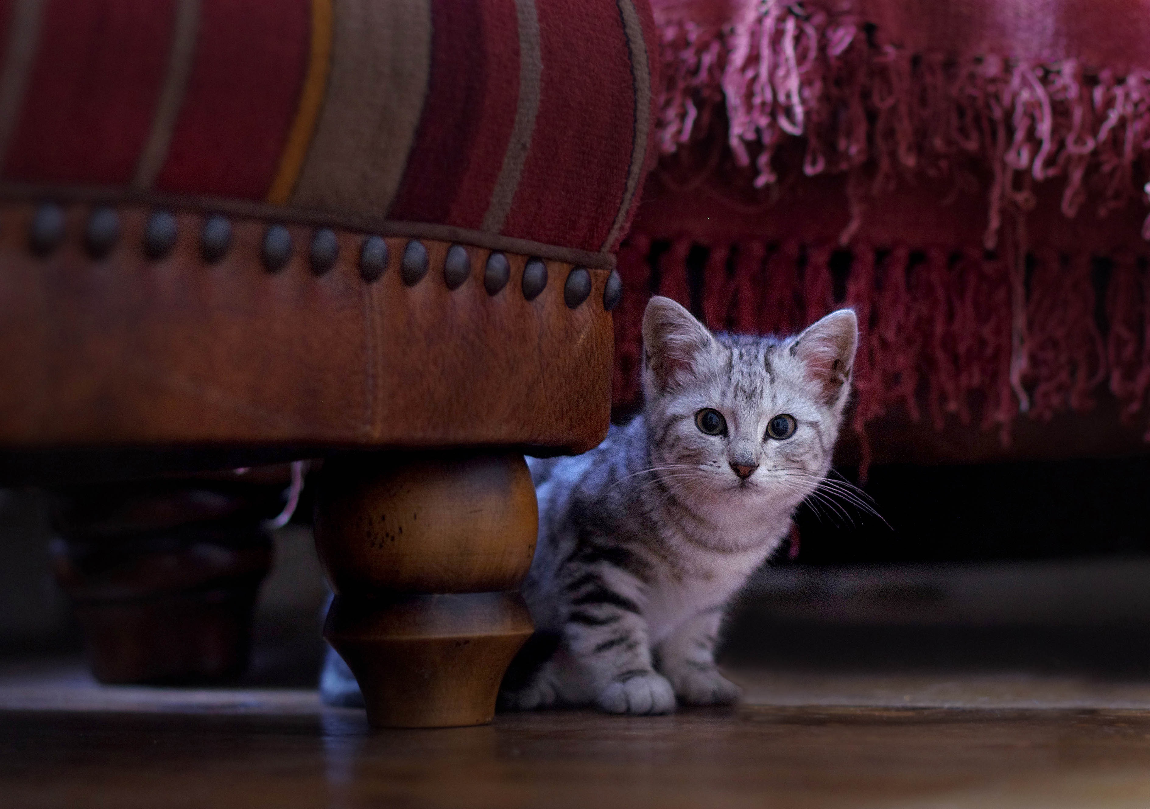 fluffy, cute, striped, near, ottoman, fur, indoors, kitten, pets, one animal, focus on foreground, cat, portrait, domestic animals, 2K, gray, looking at camera, HD Wallpaper