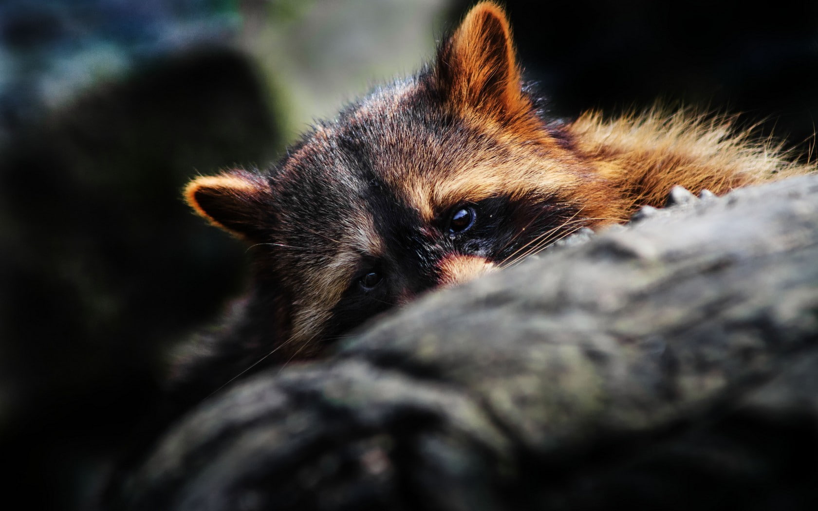 vertebrate, close-up, looking at viewer, whisker, animals in the wild, mammal, one animal, outdoors, pets, portrait, animal wildlife, animal body part, HD Wallpaper