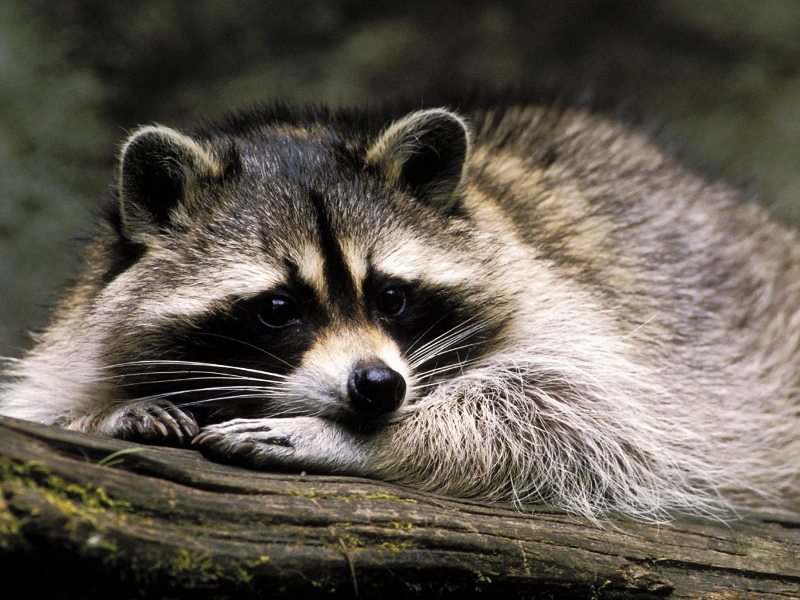 portrait, focus on foreground, raccoons, day, whisker, one animal, outdoors, no people, close-up, 720P, vertebrate, animals in the wild, raccoon, mammal, HD Wallpaper