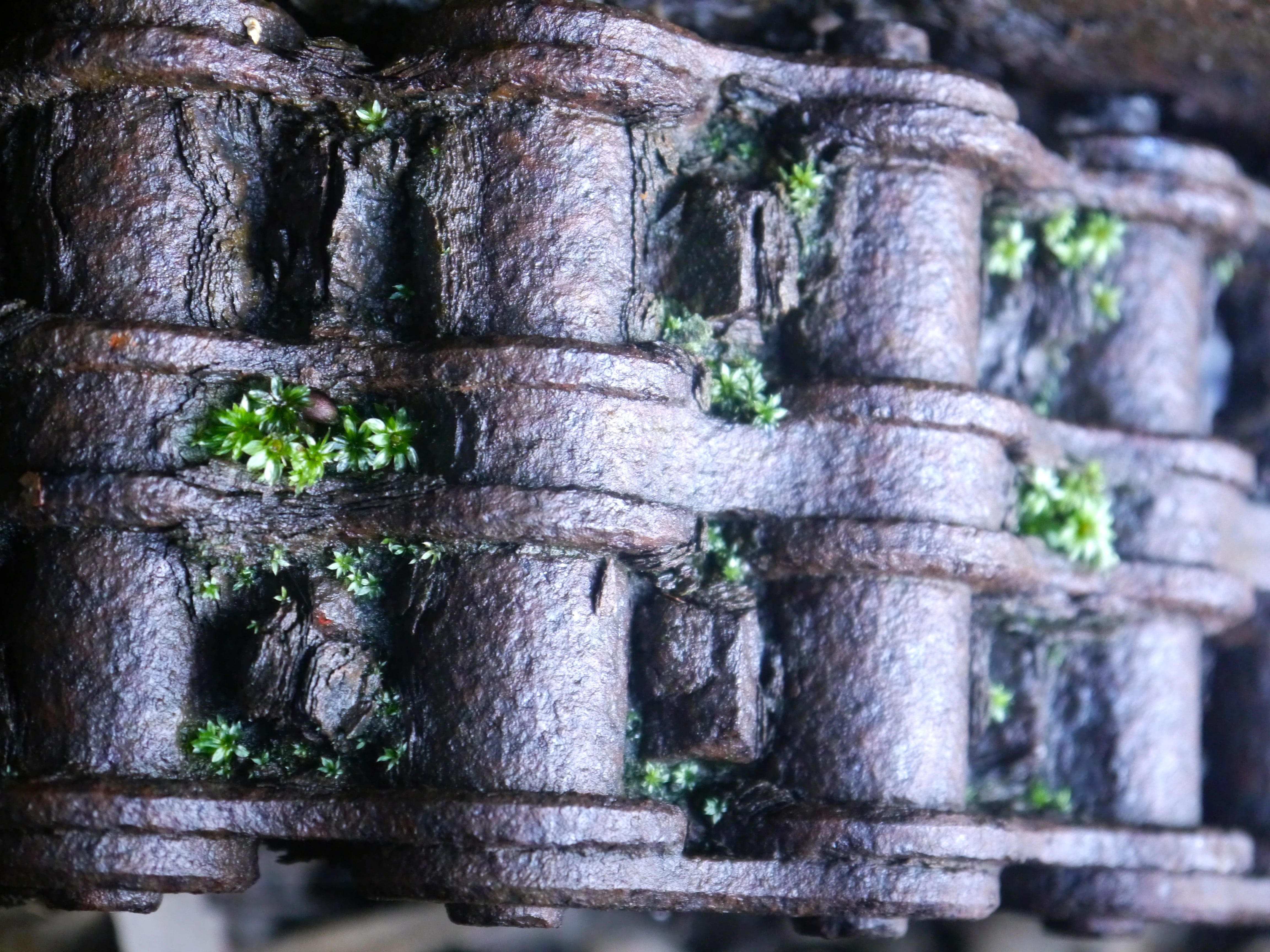 day, coal, built structure, architecture, tire, coffee cup, pattern, nature, decline, cup, old, moss, backgrounds, outdoors, wheel, selective focus, plant, HD Wallpaper