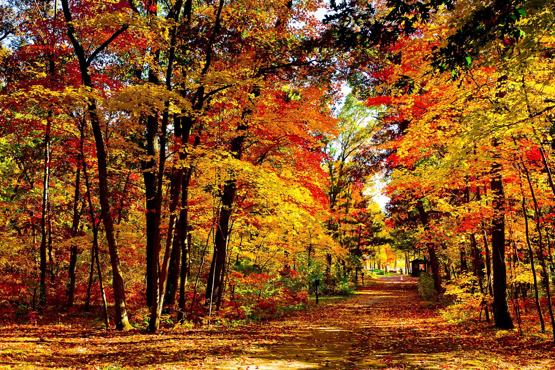 gorgeous, 1080P, fall, vote, folliage, beautiful, colors, 3d and abstract, HD Wallpaper