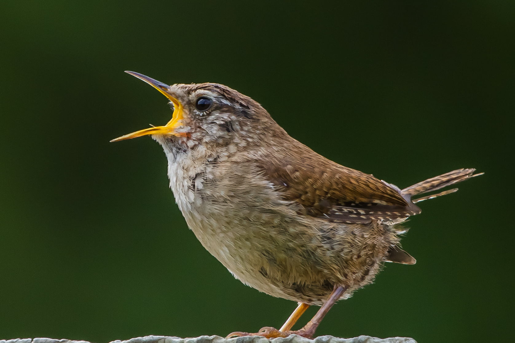 wildlife, brown bird, feather, brown, bird, Vote, Voice, Andy, Wren, BBC, 720P, animal, bird Watching, Hampshire, Nature, Britain, earth, beak, Itchen Abbas, HD Wallpaper