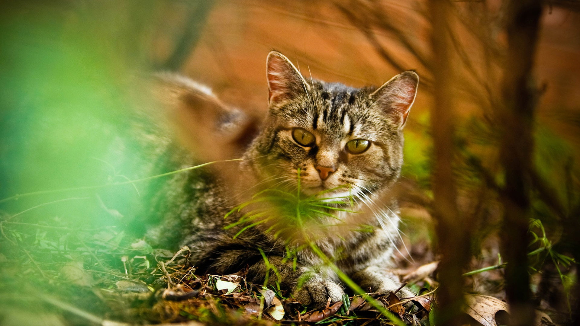 cat, pet, whisker, kitten, looking, breed, eyes, no people, selective focus, whiskers, looking at camera, portrait, young mammal, animal eye, fur, cute, HD Wallpaper