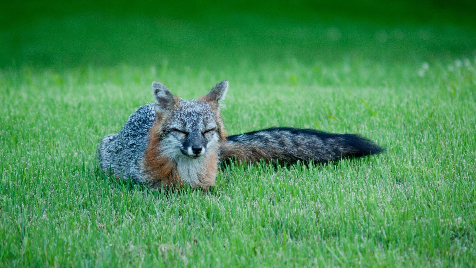 1080P, kit fox, nose, portrait, pets, baby, fur, sitting, predator, kitty, domestic, feline, domestic animal, mammal, life, wildcat, face, animal, adorable, HD Wallpaper