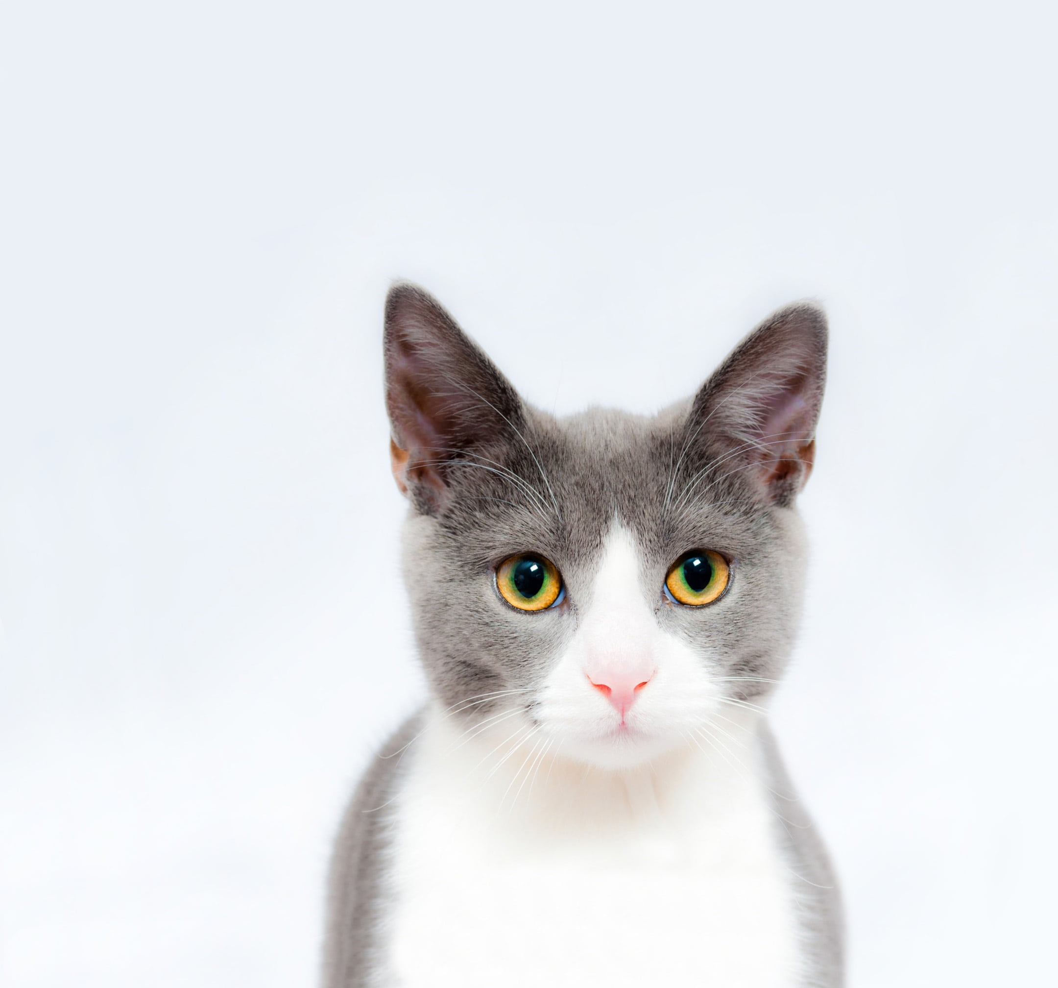 pet, pets, fur, copy space, looking, gray, hair, nature, pink, animal body part, head, funny, domestic Animals, young Animal, people, paw, fluffy, whisker, HD Wallpaper