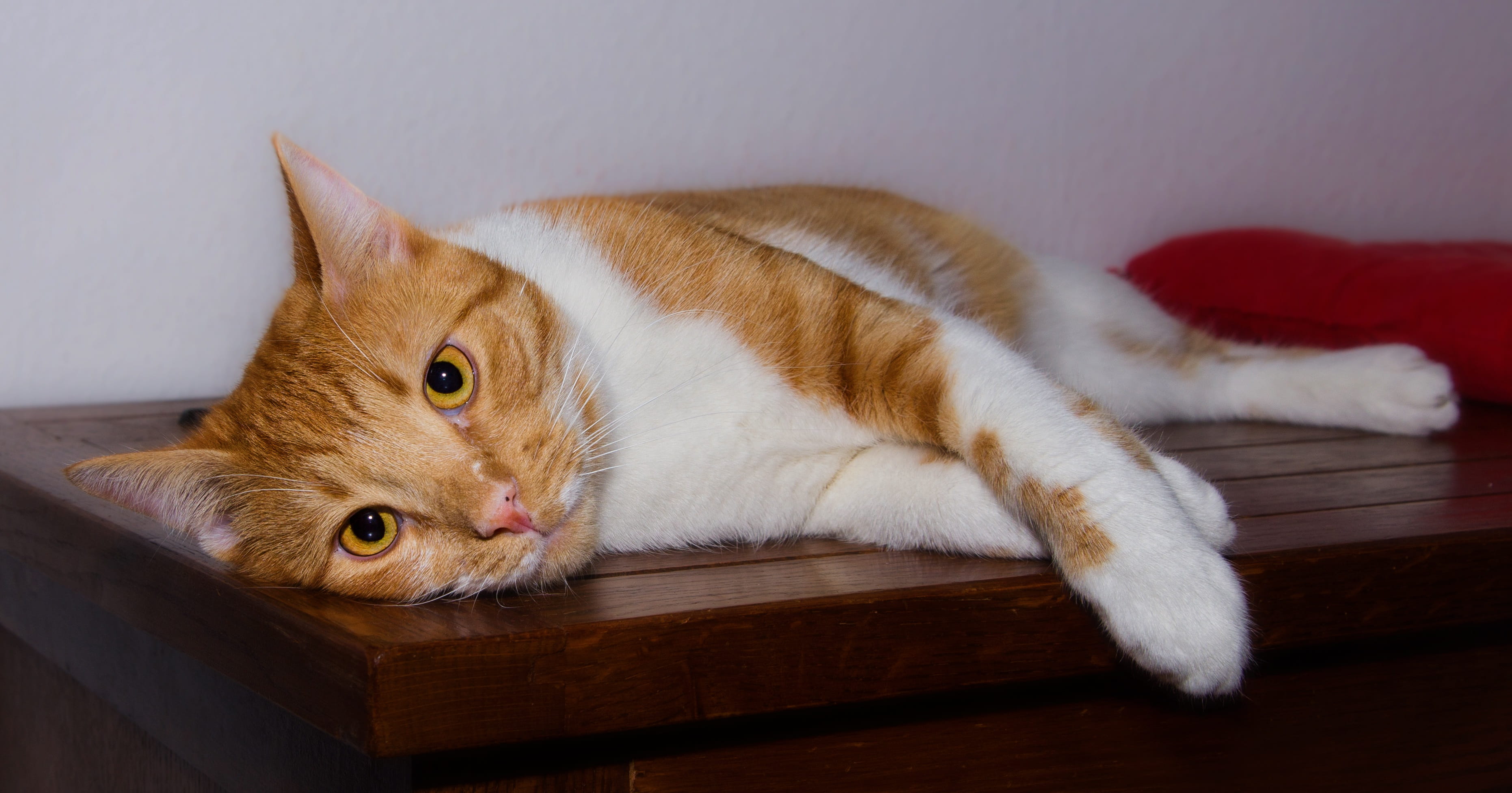 rest, fur, lying down, domestic, curious, mammal, no people, good, white, portrait, lying, close-up, indoors, cuddly, looking away, pets, sweet, tired, HD Wallpaper