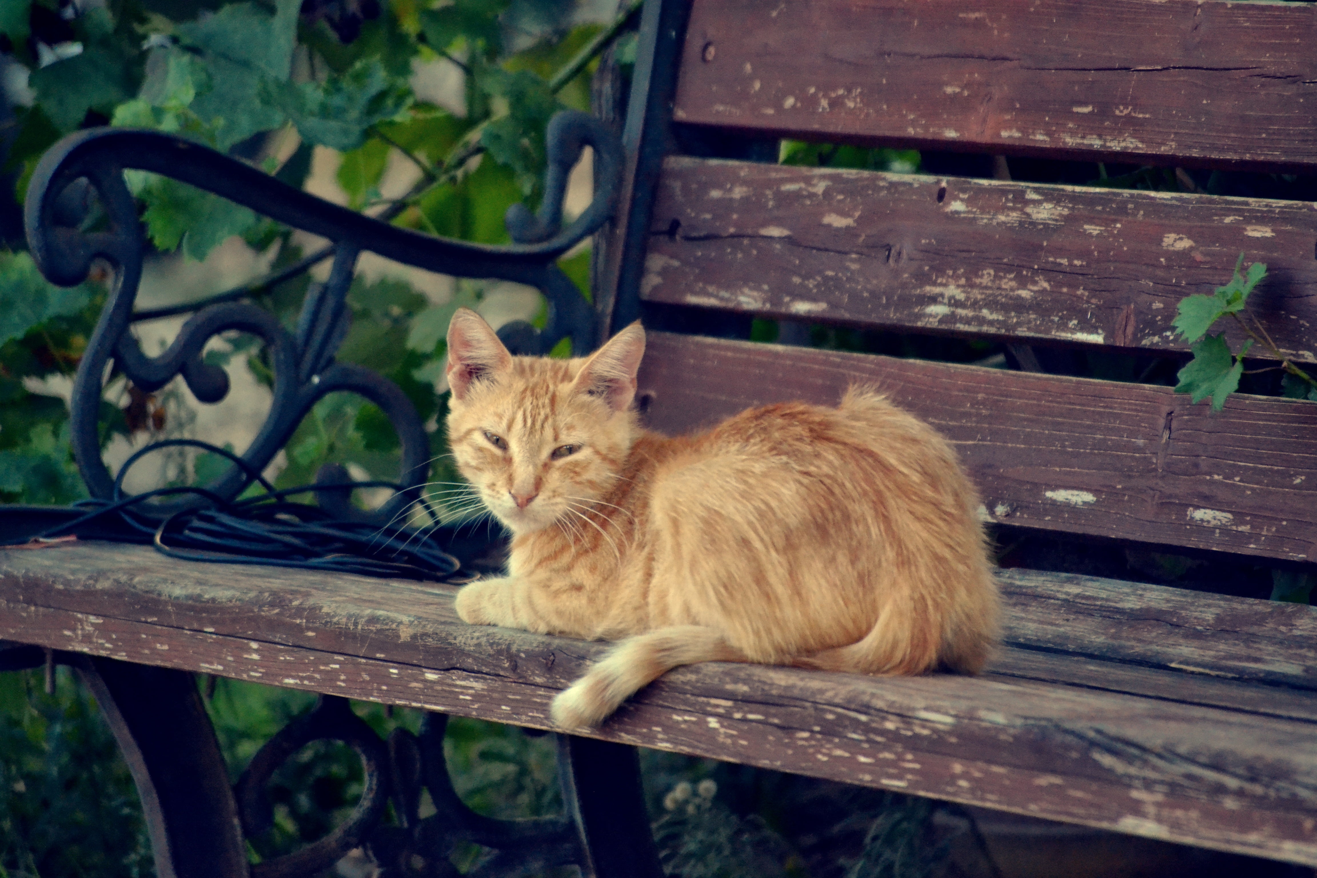 wooden, relaxation, cat, no people, domestic, wood - material, contact, whisker, bench, me, park bench, cat looking at me, kitten on a bench, mammal, sitting, HD Wallpaper