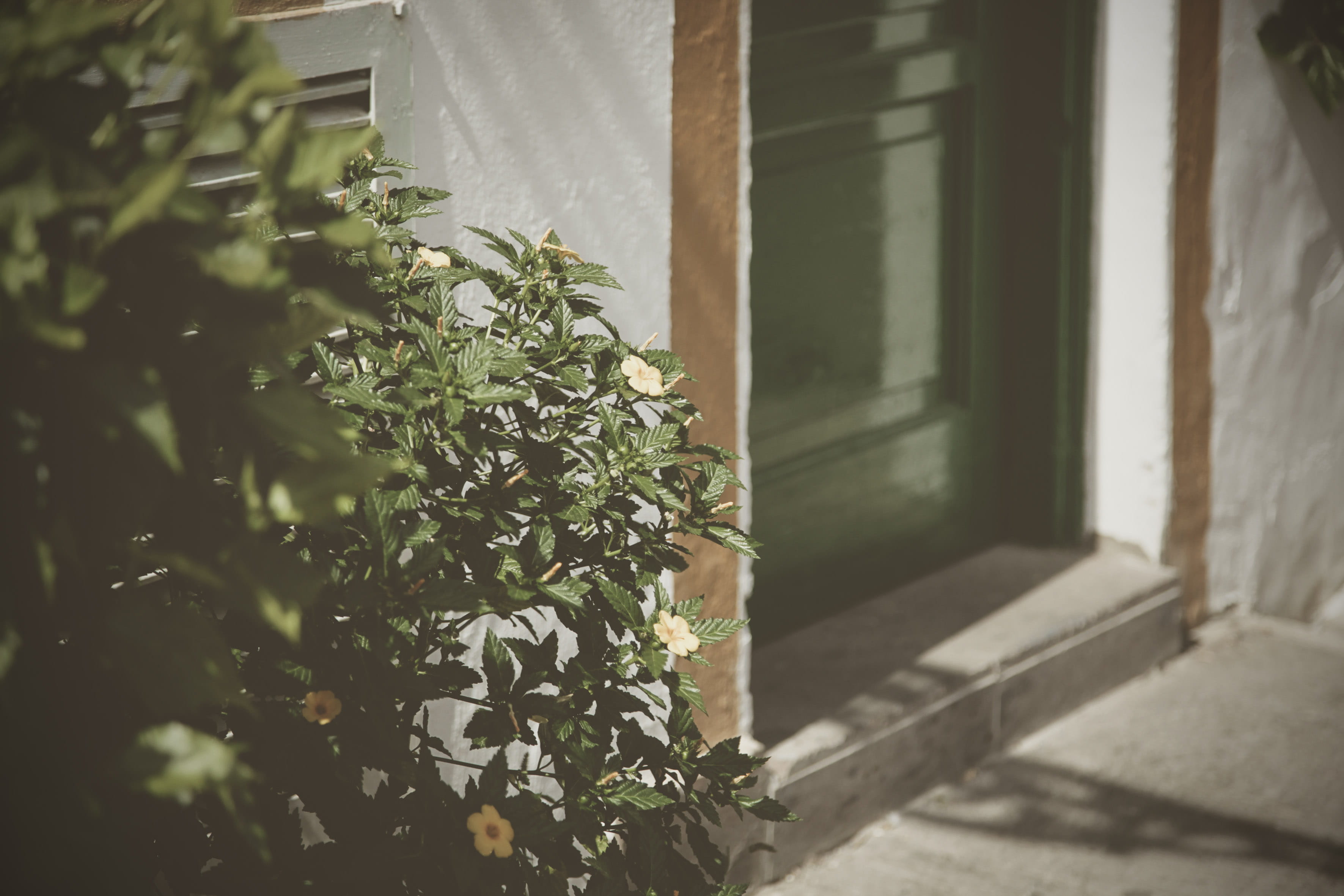 growth, clothing, 2K, fashion, robe, houseplant, green, focus on foreground, beauty in nature, leaf, home decor, house, day, handrail, nature, planter, HD Wallpaper
