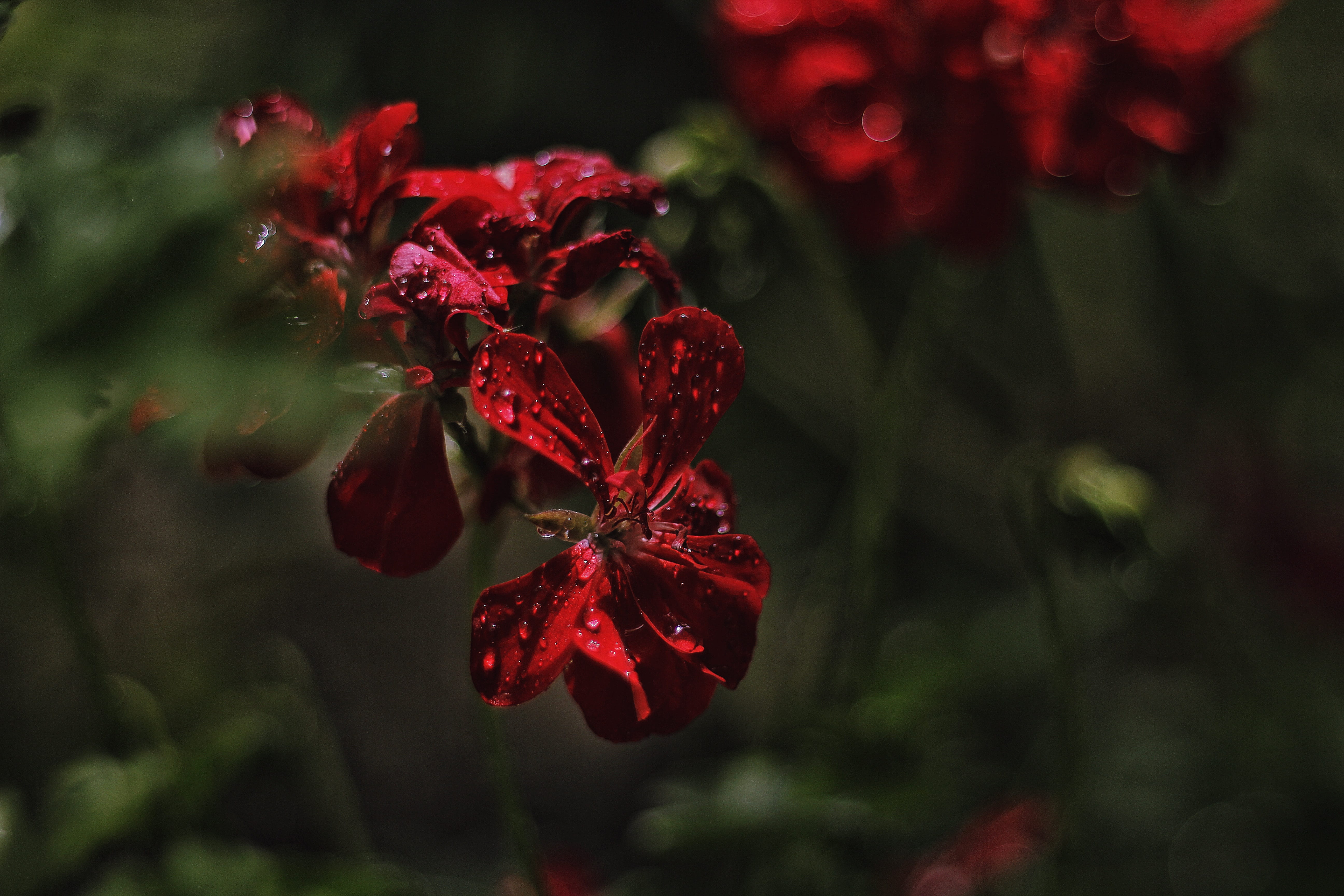 flower, no people, education, race, shoes, athletes, legs, continuous operation, sports, entertainment, outdoors, flower head, condition, focus on foreground, HD Wallpaper