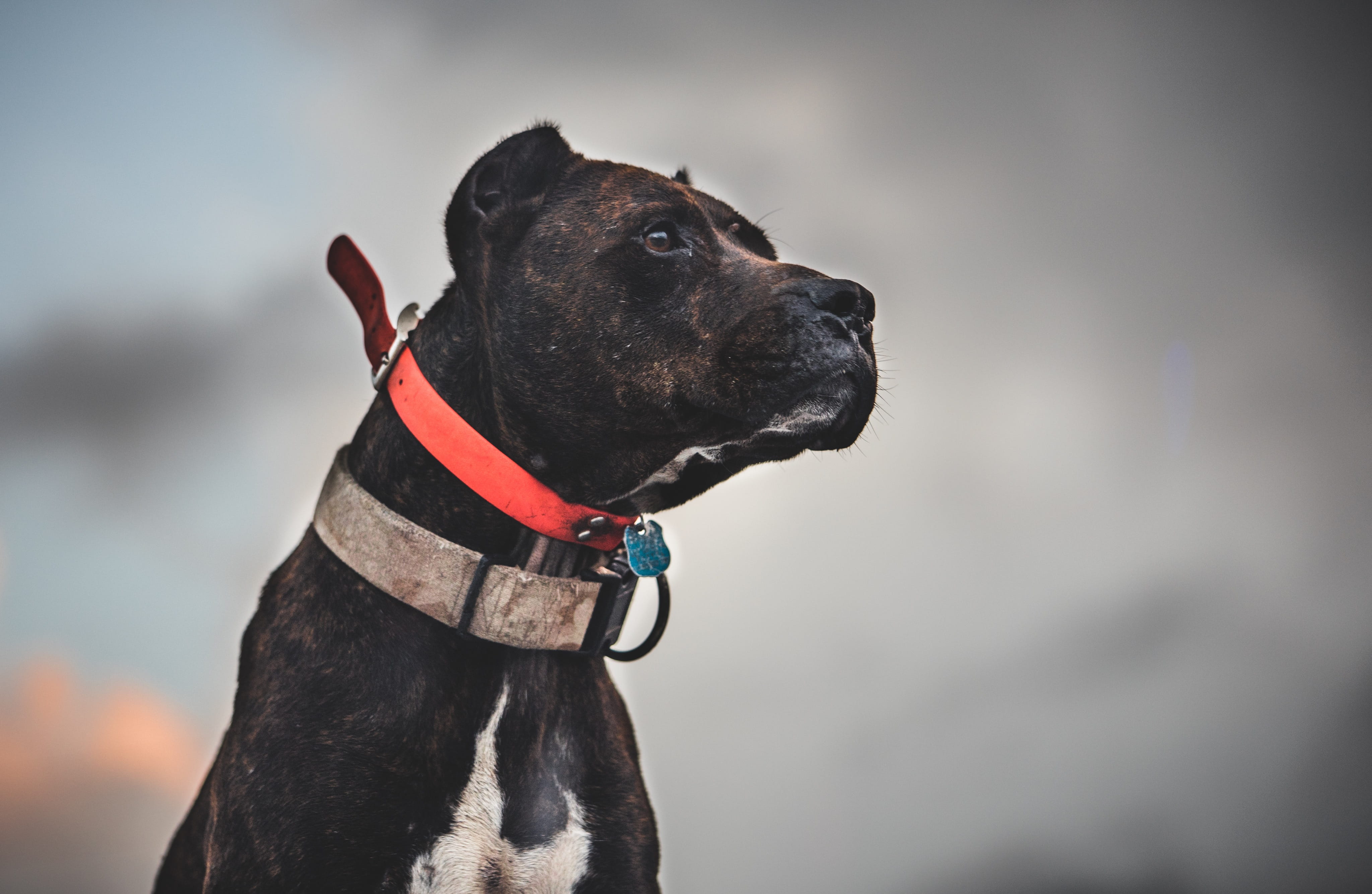 collar, hd, pet collar, looking away, pets, 4k, bull, weimaraner, vertebrate, domestic, outdoors, no people, hate, purebred dog, fort myers, HD Wallpaper