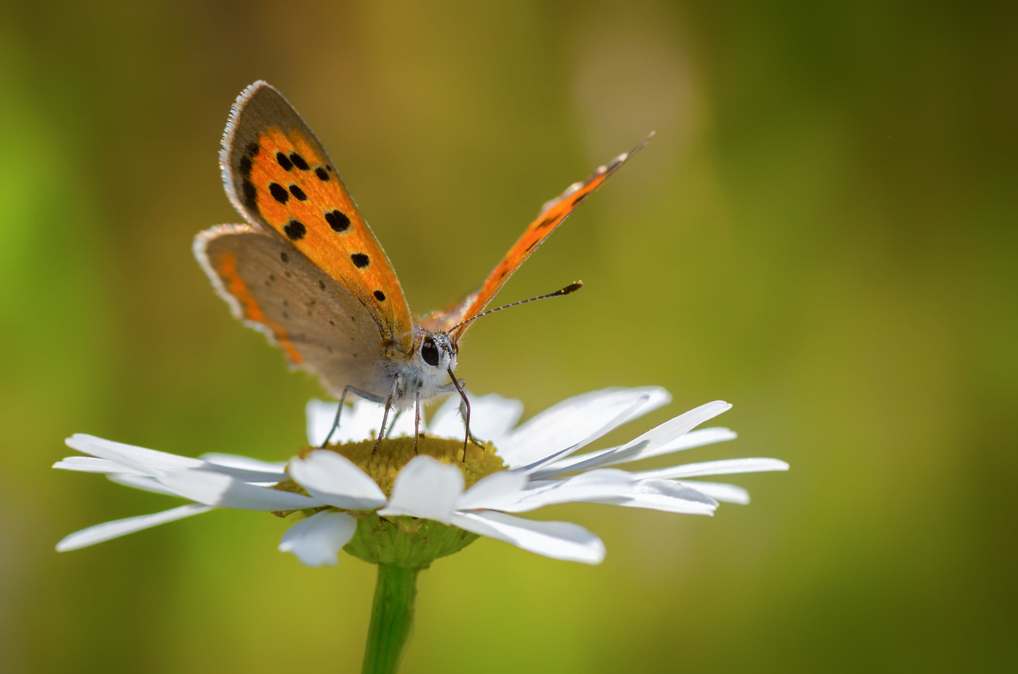 gray, animal Wing, animal, daisy, close-up, butterfly - Insect, white Daisy, summer, Macro, insect, brown, butterfly, Belgium, perched, Nature, beauty In Nature, HD Wallpaper