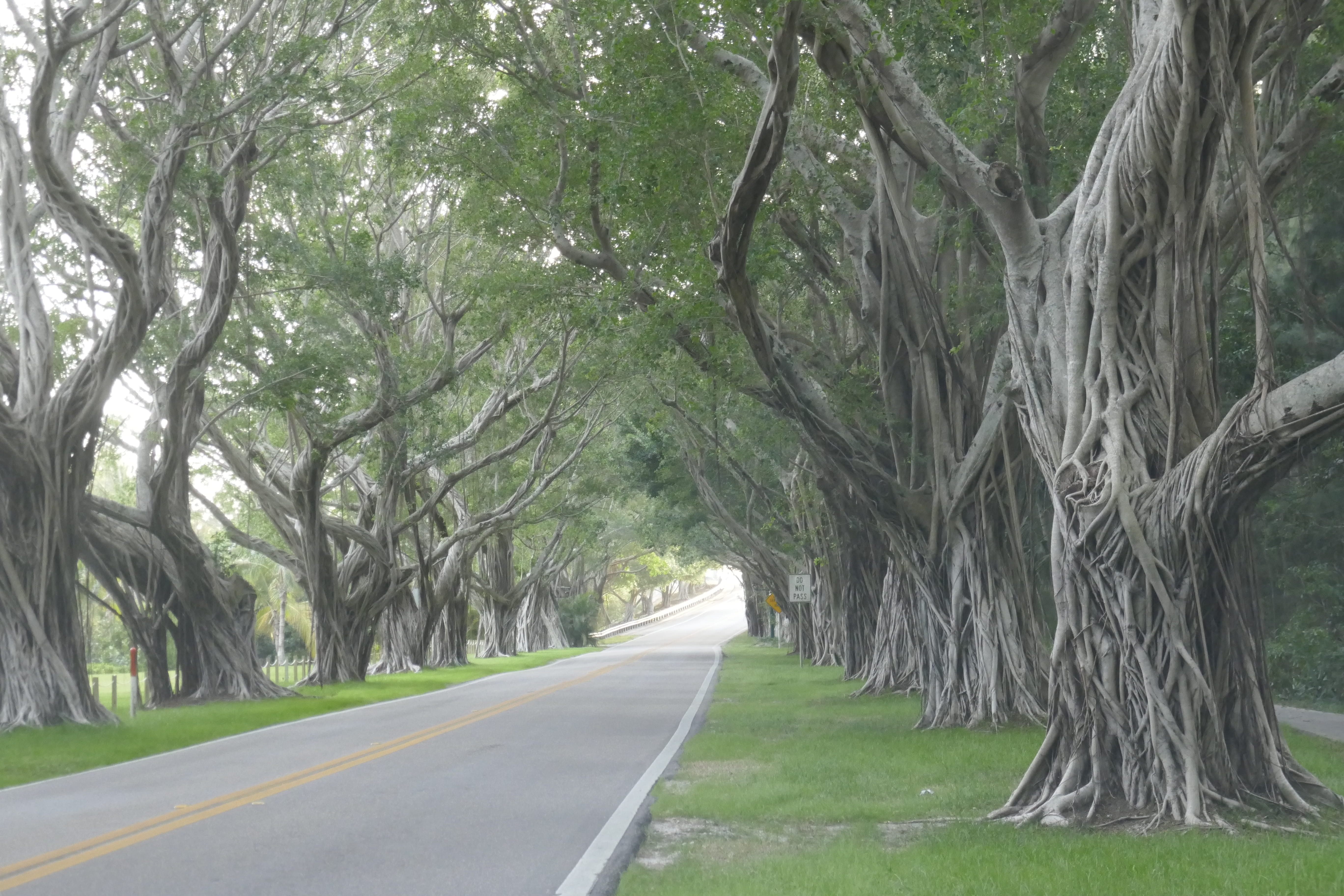 diminishing perspective, growth, travel, nature, 5K, branch, sign, scenery, daylight, outdoors, tropical, the way forward, branches, leaves, road, direction, HD Wallpaper