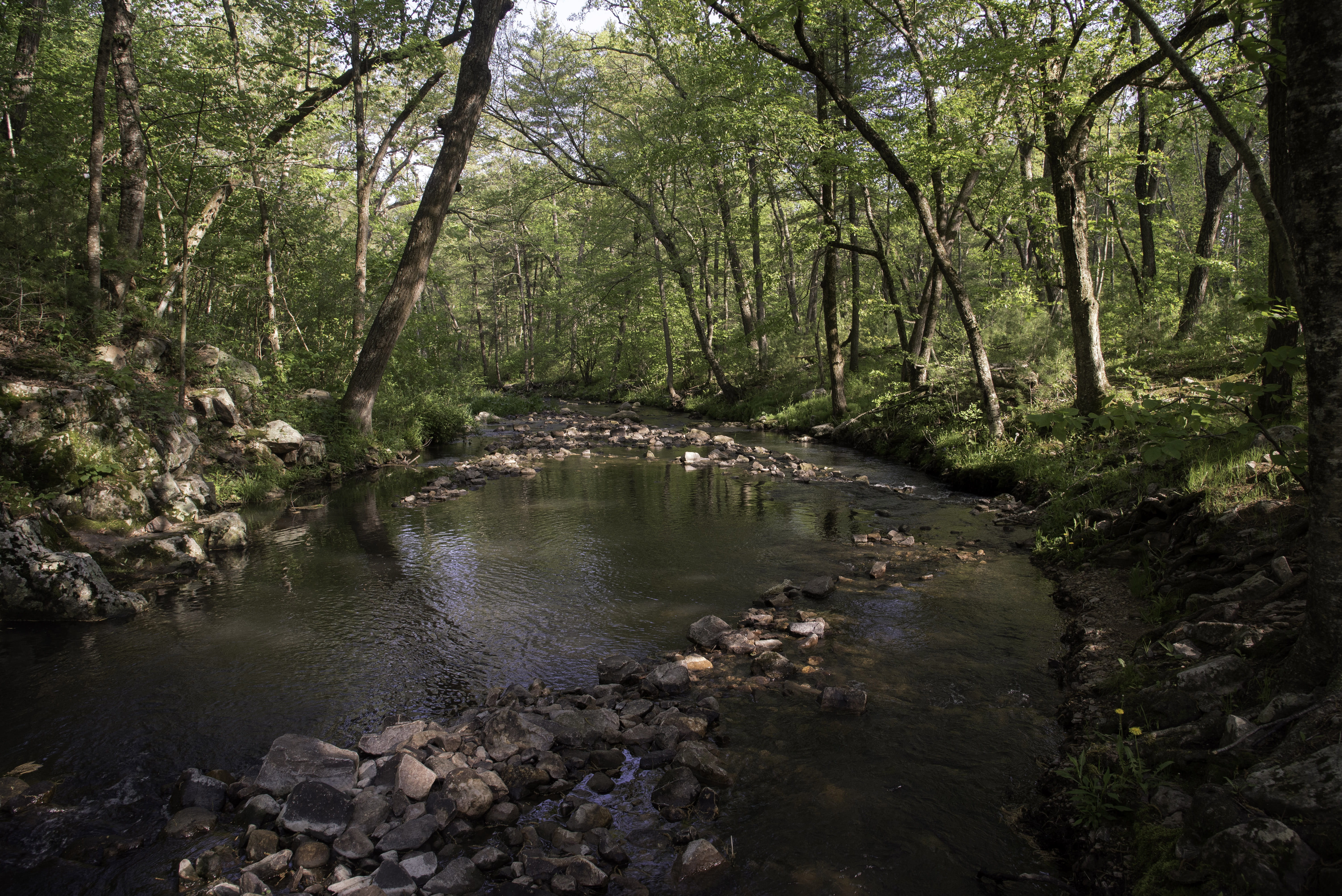 non-urban scene, tranquility, green Color, s, forest, creek, outdoors, flowing, flowing Water, rock, rock - object, day, trees, nature, public domain, tranquil scene, HD Wallpaper