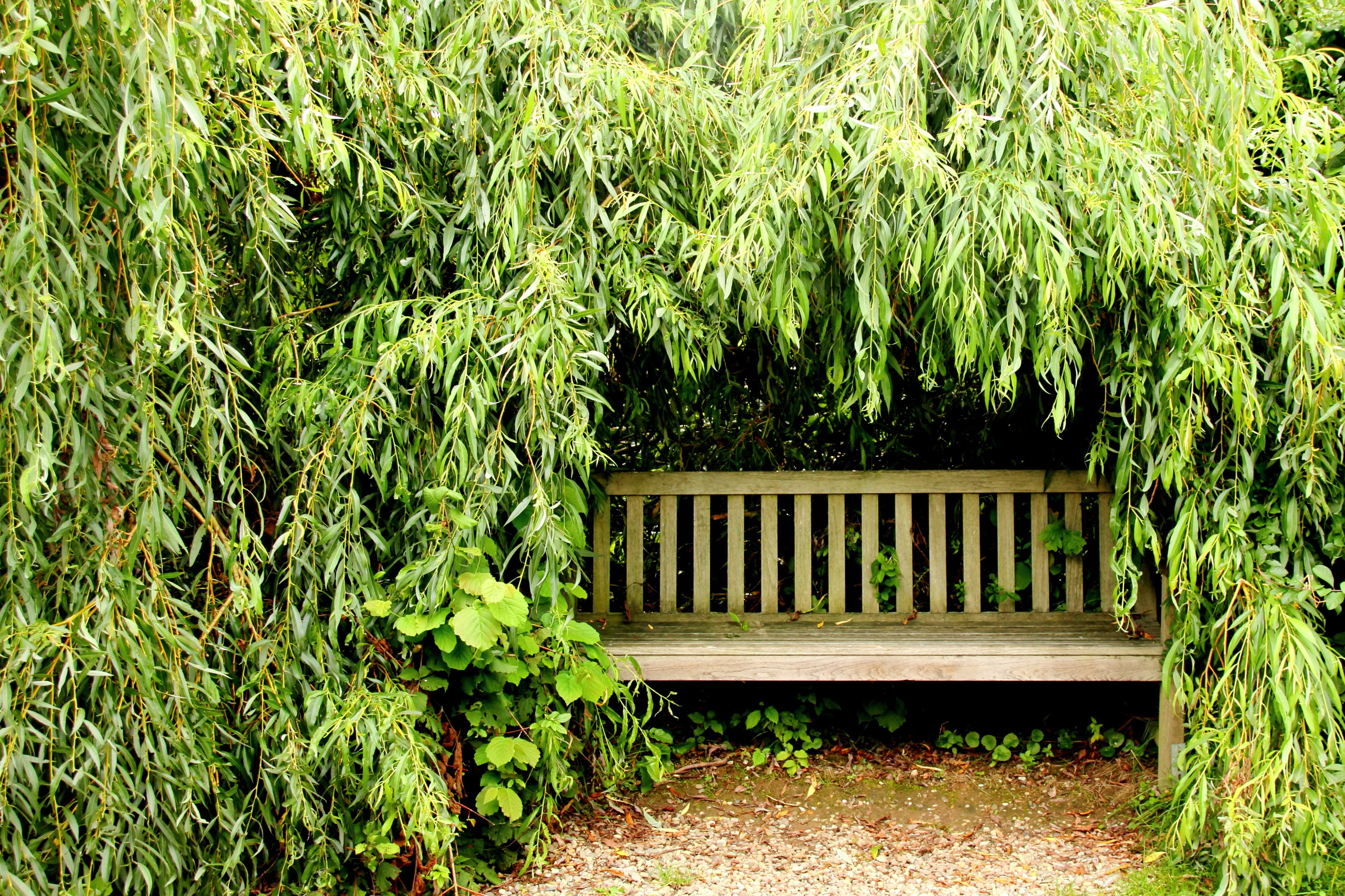hedge, green leaf, built structure, recovery, nature, wooden, rest, brown, break, park - man made space, out, relaxation, garden bench, no people, shadow, HD Wallpaper
