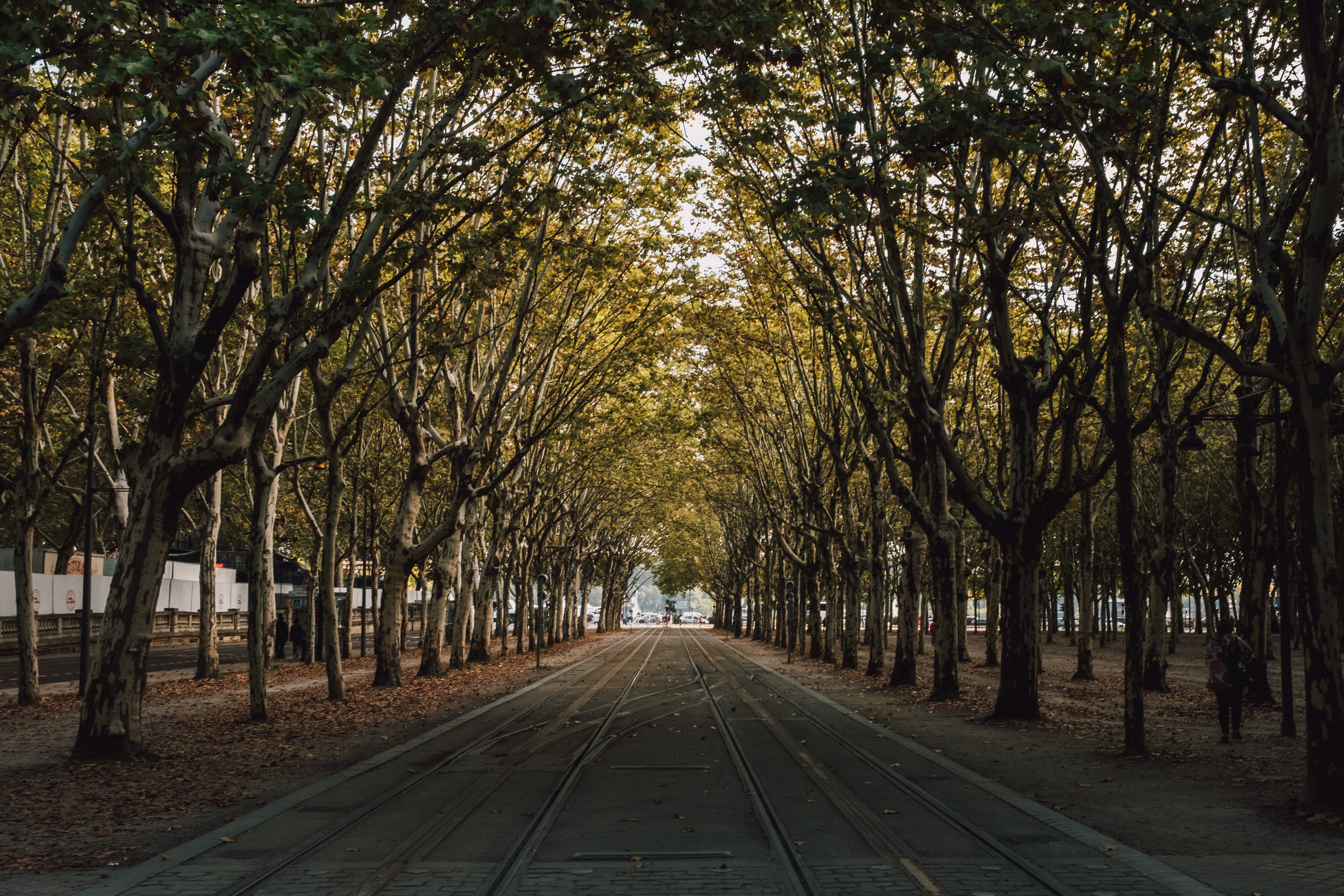 vanishing point, beneath, nature, beauty in nature, outdoors, diminishing perspective, change, daytime, tranquility, treelined, plant, track, 5K, road, HD Wallpaper