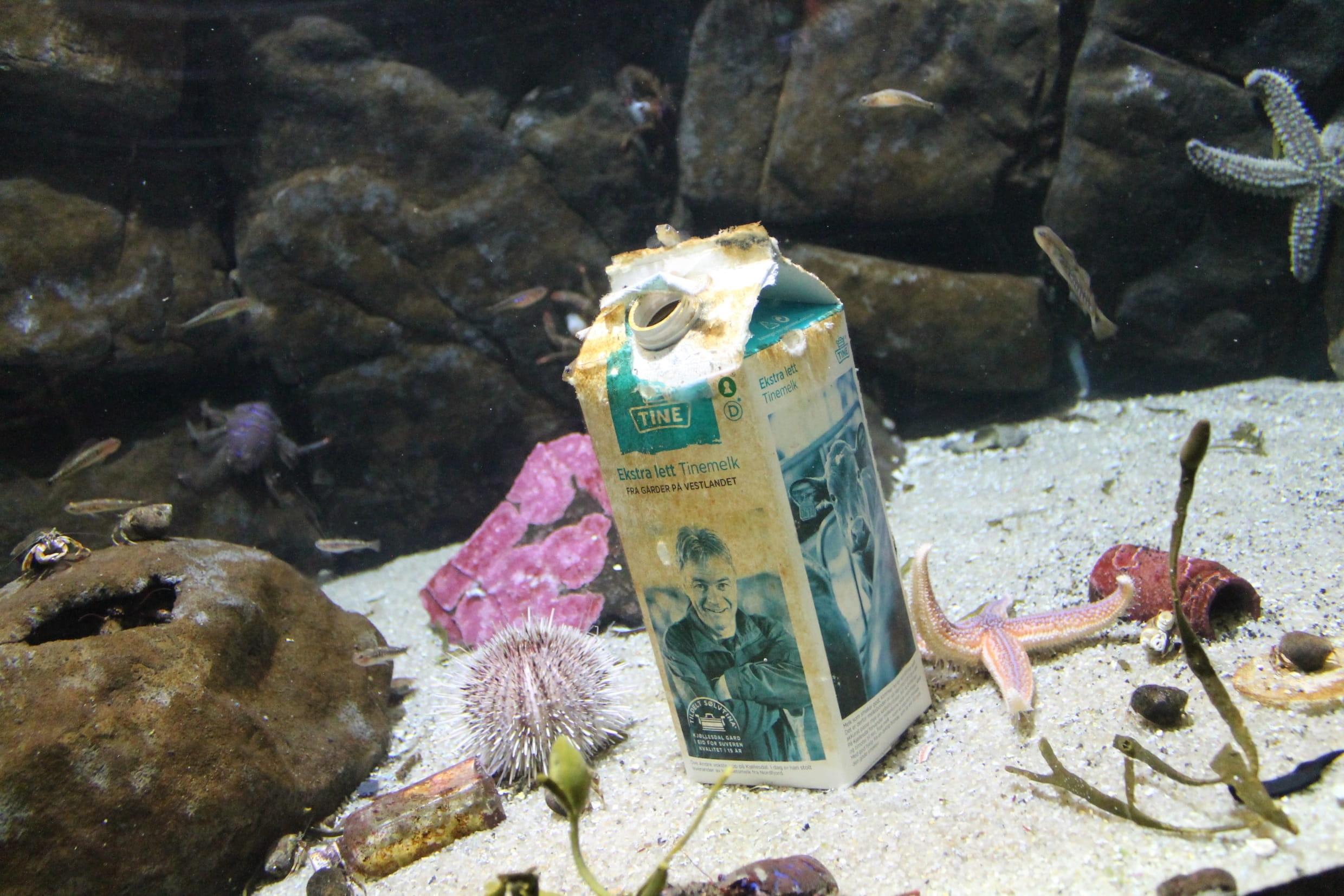water, number, rock - object, 1080P, sea, marine, nature, currency, transparent, paper currency, animals in captivity, beneath the surface, milk, waste, HD Wallpaper