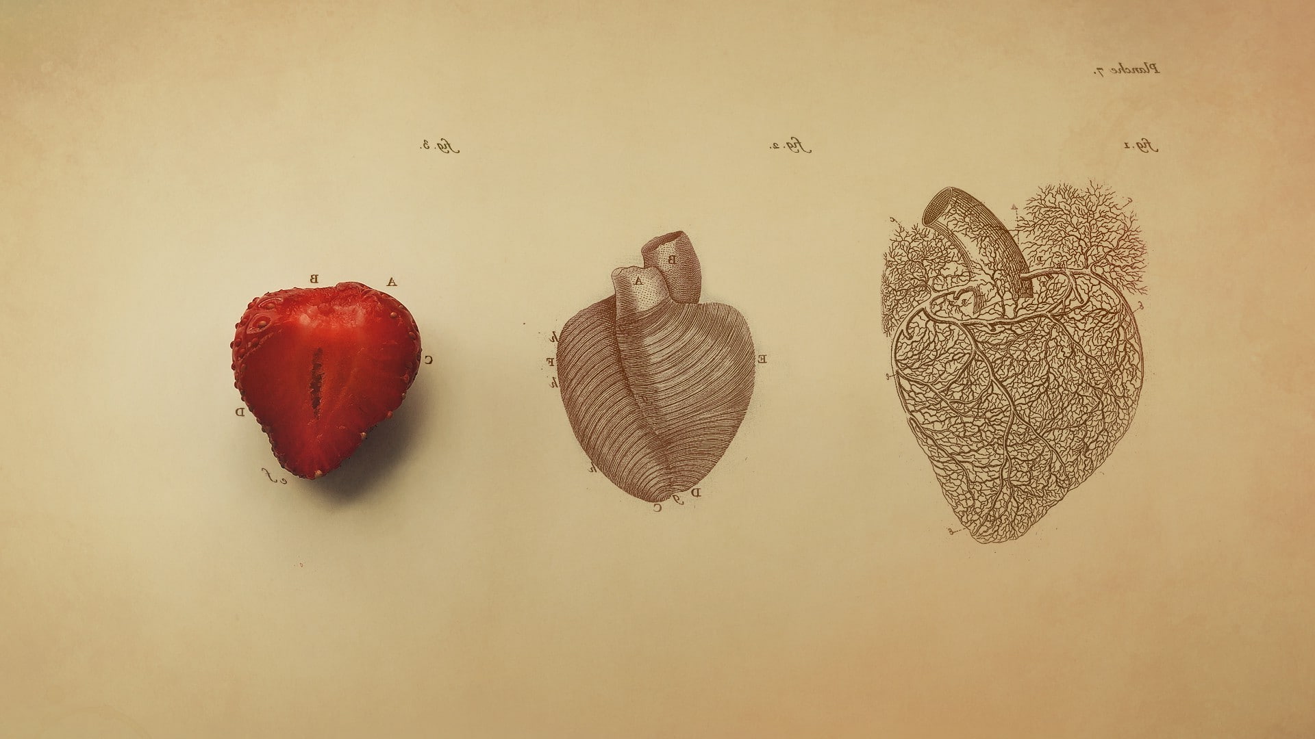 digital art, 1080P, drawing, Organs, Medicine, fruit, Simple, Hearts, Strawberries, vintage, Simple Background, text, Veins, Biology, minimalism, HD Wallpaper