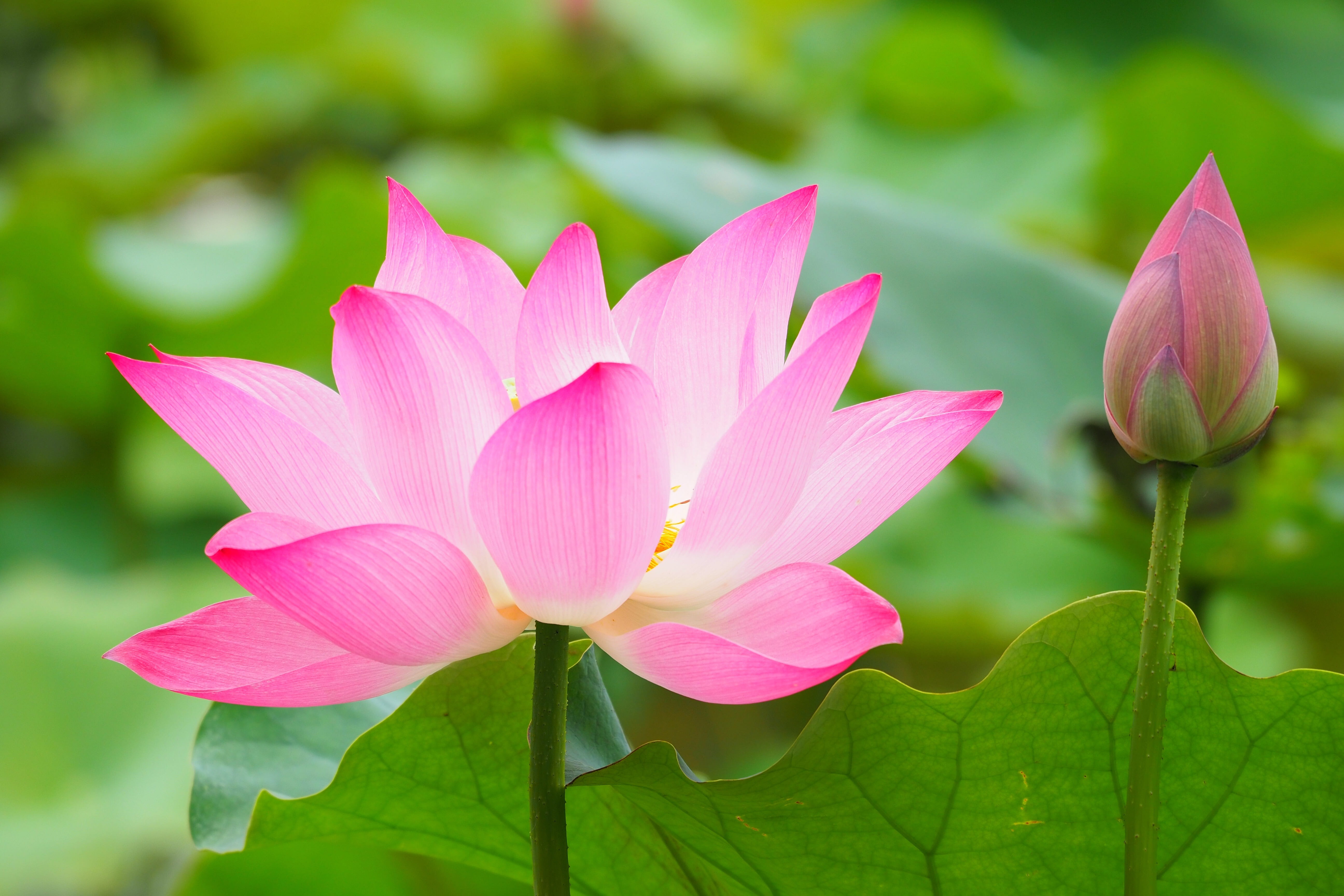 fragility, flower head, water lily, flowering plant, pink color, springtime, close-up, flower, plant part, photo, inflorescence, close, focus on foreground, HD Wallpaper