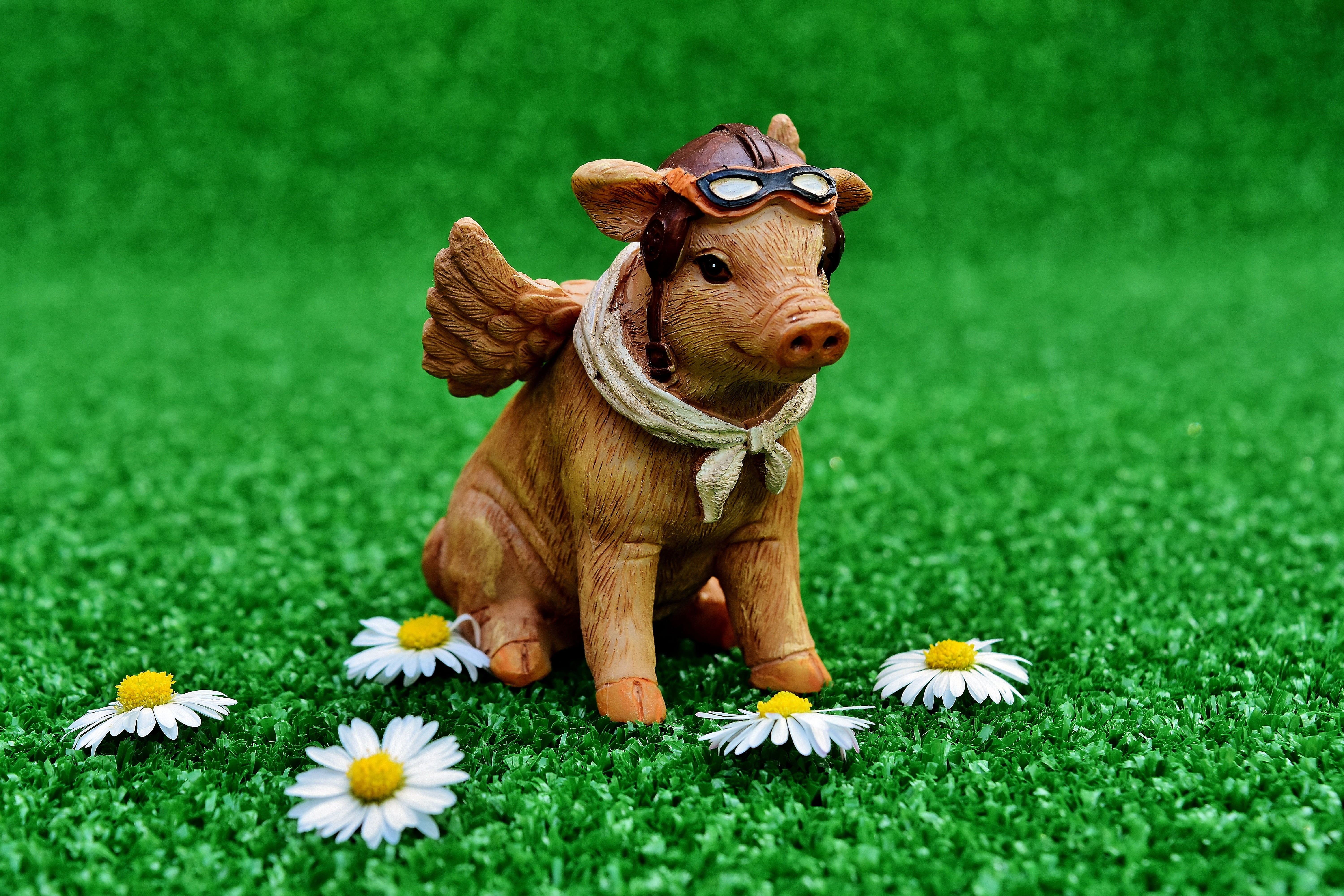 freshness, pig, outdoors, flowering plant, domestic Animals, field, brown, cute, summer, flower, animal, pasture, mammal, animal themes, pilot, 5K, one animal, HD Wallpaper