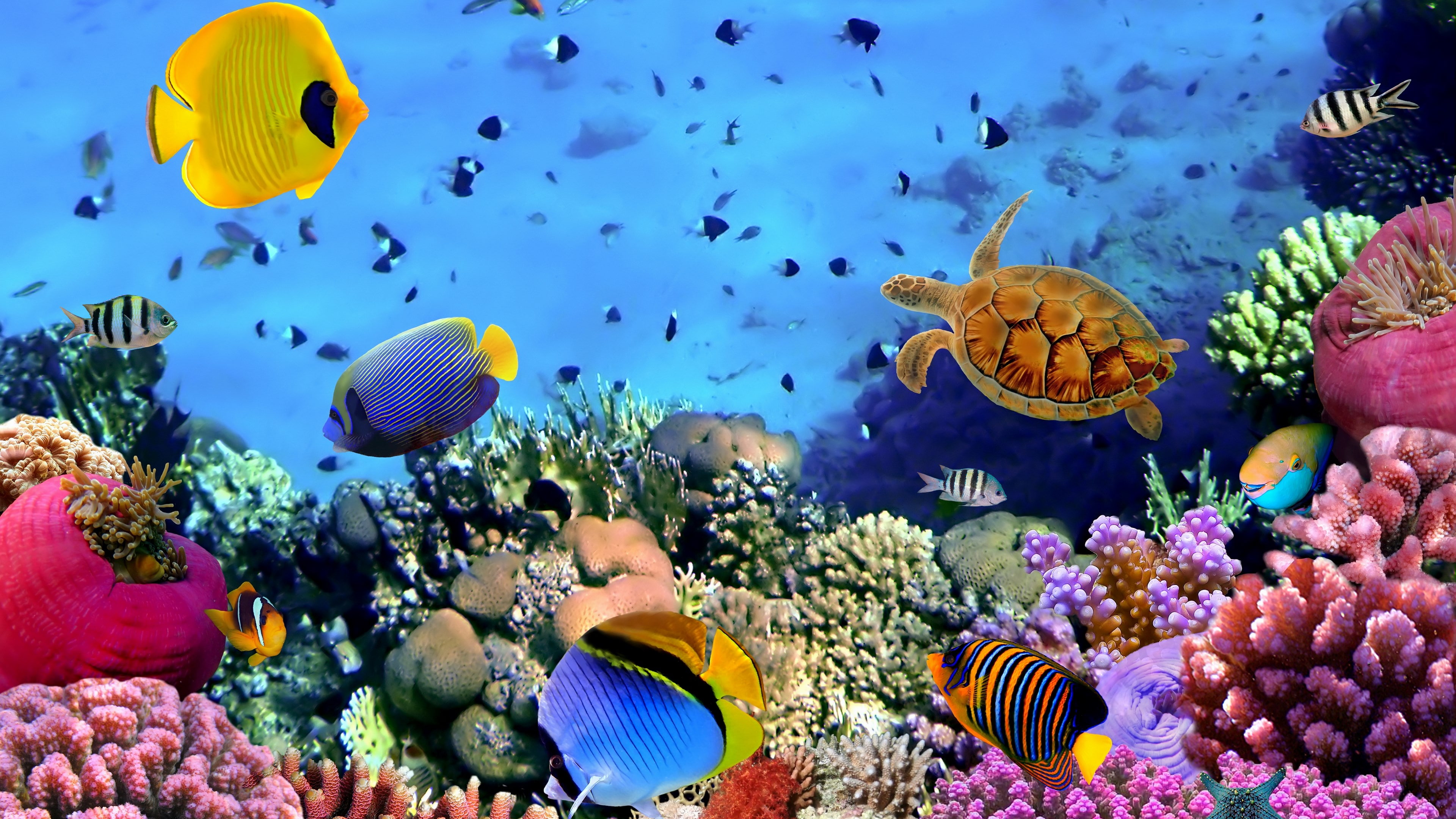 ecosystem, animal, large group of animals, marine, swimming, beauty in nature, sea life, water, school of fish, high definition corals image, undersea, HD Wallpaper