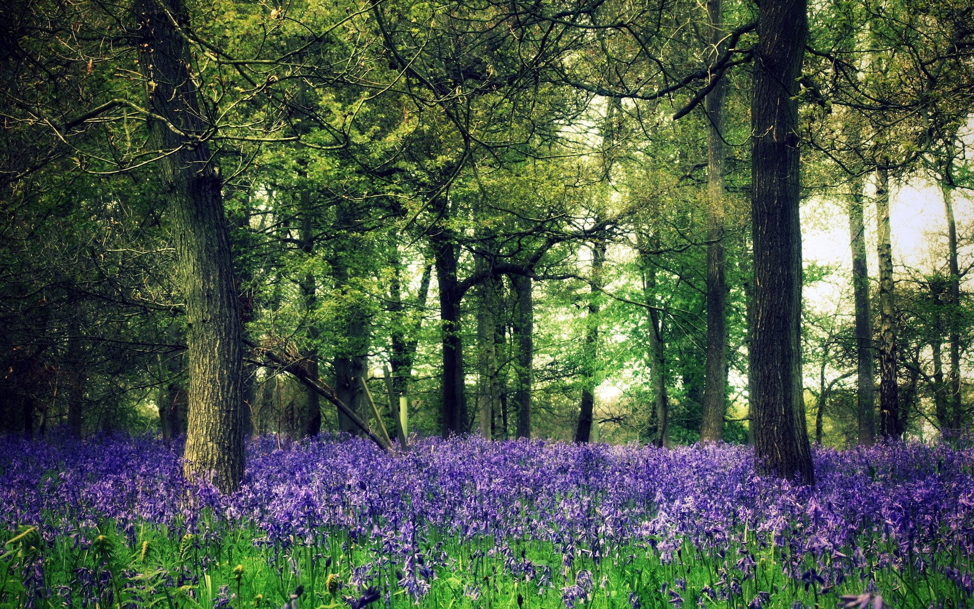 tranquil scene, flower, 1080P, high definition nature  for widescreen 1920x1200, forest, flowering plant, tranquility, vulnerability, land, tree, day, HD Wallpaper